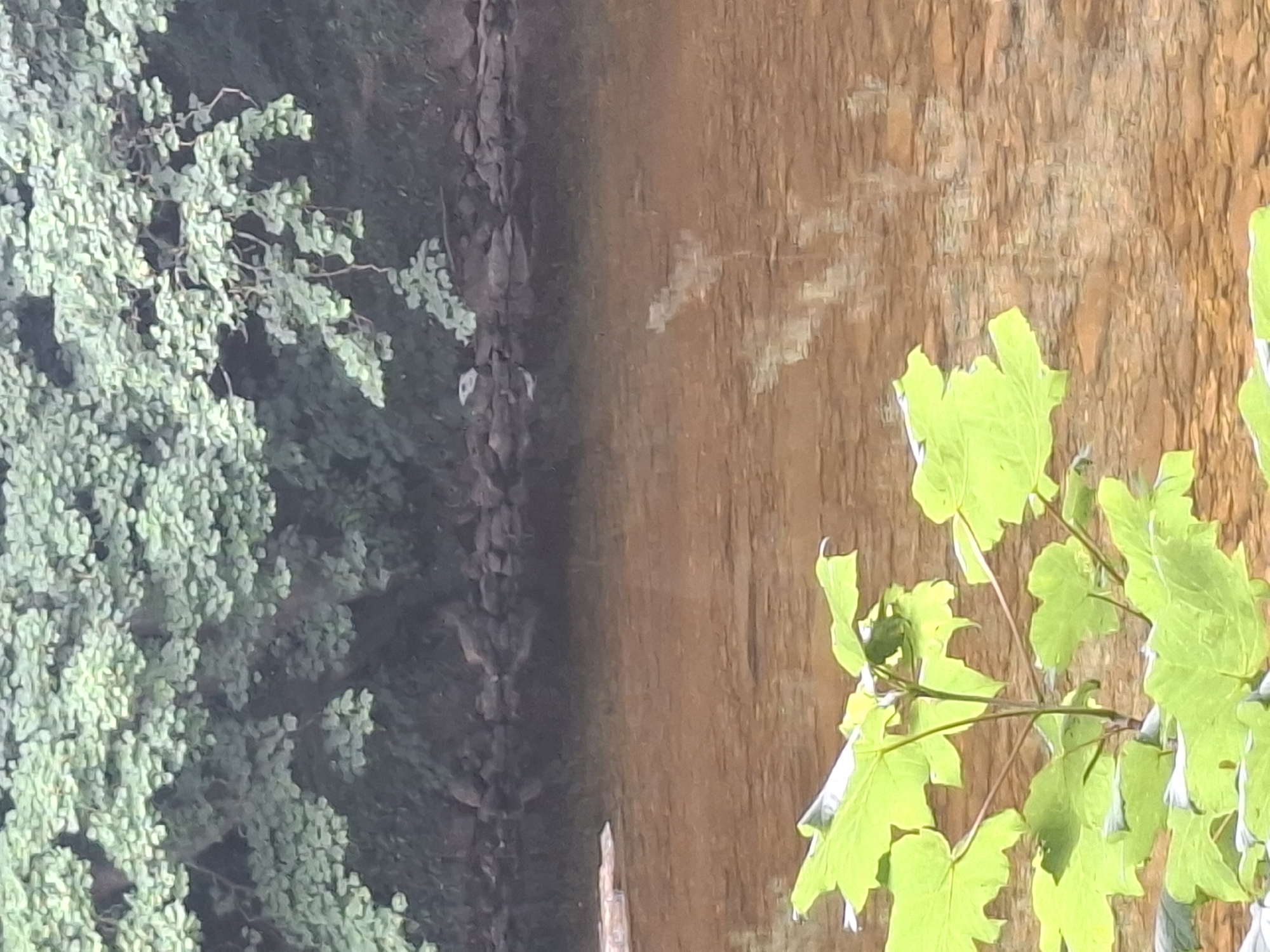 This image depicts a natural scene, likely in Richmond, United Kingdom. On the left, a dense cluster of green foliage, possibly a tree or bush, dominates the foreground. The leaves are small and abundant, creating a lush texture. To the right of the foliage, a rocky embankment is visible, leading into a body of water. The water is a warm, earthy brown color, suggesting it might be a river or a pond reflecting the surrounding environment. Subtle ripples on the water's surface indicate gentle movement. In the mid-ground, a thin, vertical object, possibly a fallen branch or a piece of driftwood, protrudes from the water. Further to the right, a branch with bright green leaves extends into the frame, its vibrant color contrasting with the muted tones of the water and embankment. The lighting suggests it could be daytime, perhaps late afternoon given the warm light on the water. The overall atmosphere is tranquil and serene, characteristic of a park or natural landscape. There is no visible text in the image.