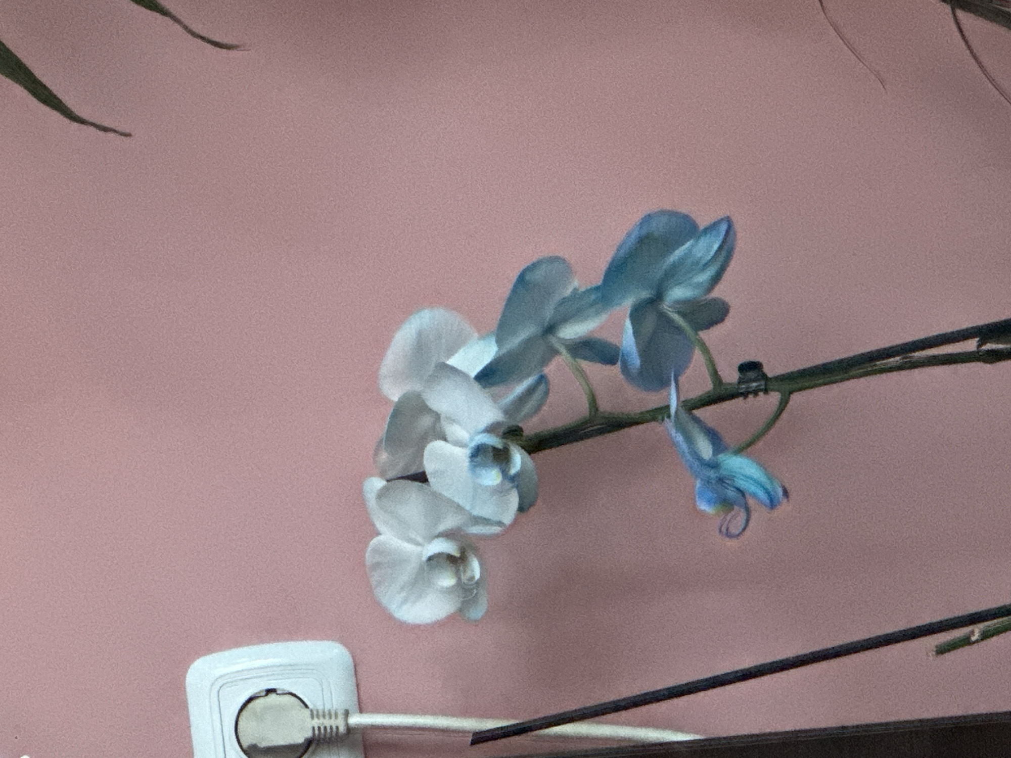 A close-up shot shows a stem of blue and white orchids against a pink wall. On the left side of the image, a white electrical outlet with a plug is mounted on the wall. A thin black rod extends vertically on the left side, and a green plant stalk with leaves is visible in the upper right corner. The overall scene is static and indoors.