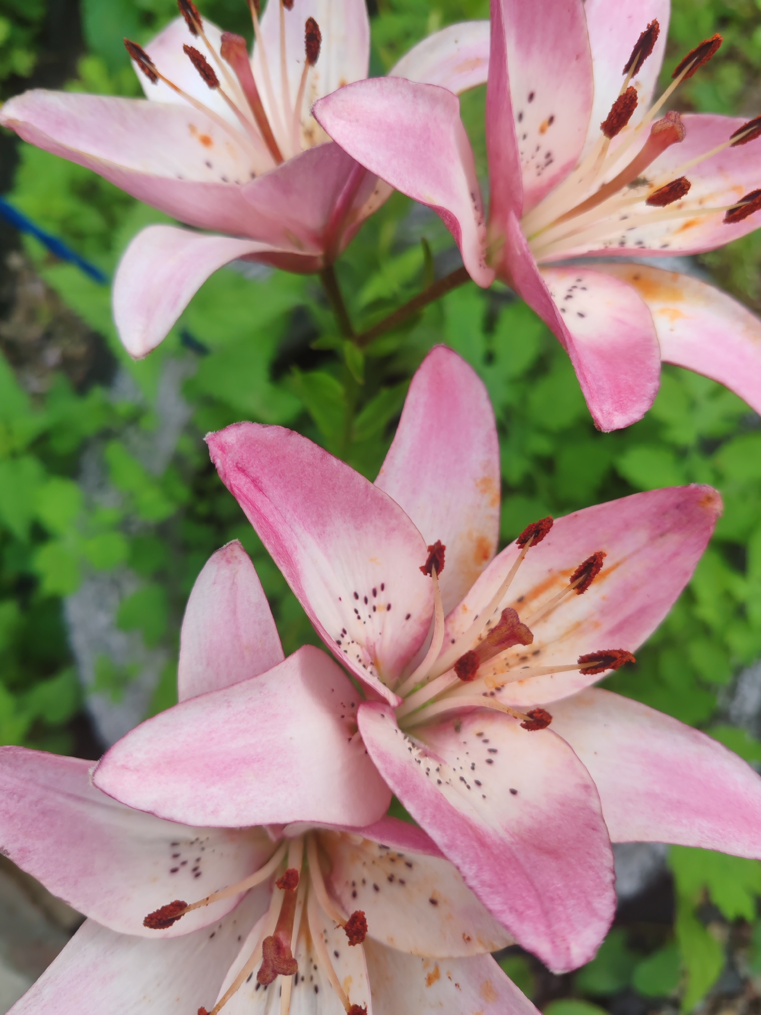 The image depicts a close-up, eye-level view of several pink lily flowers. The flowers are in bloom, with their petals unfurled, revealing their stamens and pistils. The petals are a delicate pink, with darker pink markings and small black speckles towards the center of the flowers. The stamens are tipped with dark brown anthers. The background consists of blurred green foliage, suggesting an outdoor garden setting. The lighting appears natural, with soft shadows. There is no discernible location in the city of Krasnoyarsk, Russia, as the image solely focuses on the flowers and their immediate natural surroundings. There are no people or actions visible in the image.