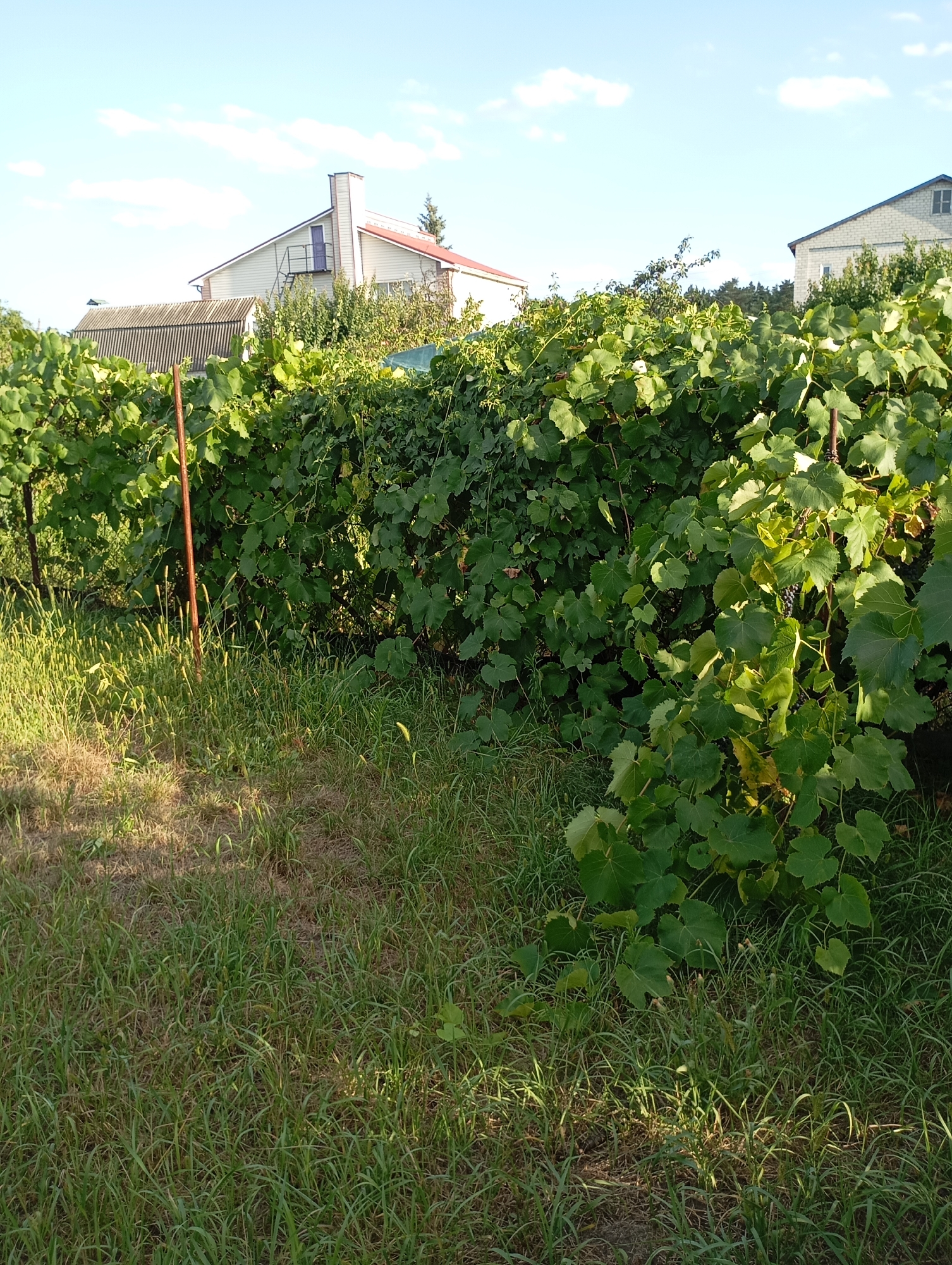 The image depicts a residential backyard in Horishni Plavni, Ukraine, characterized by a dense growth of grapevines. The grapevines are lush and green, forming a thick hedge that dominates the middle ground of the frame. They are supported by a metal structure, partially visible, with a reddish-brown metal post standing prominently in the foreground amidst tall grass. Behind the grapevines, two houses are visible. The house on the left is a multi-story structure with a light-colored siding and a red roof, featuring a white chimney with an external staircase. The house on the right is a single-story building constructed from light-colored bricks, with a dark roof and a visible window. The foreground is covered in a mix of dry and green grass, with some patches of bare earth. The sky above is clear blue with scattered white clouds, indicating a sunny day. The scene appears to be a typical summer day in a suburban or rural residential area.