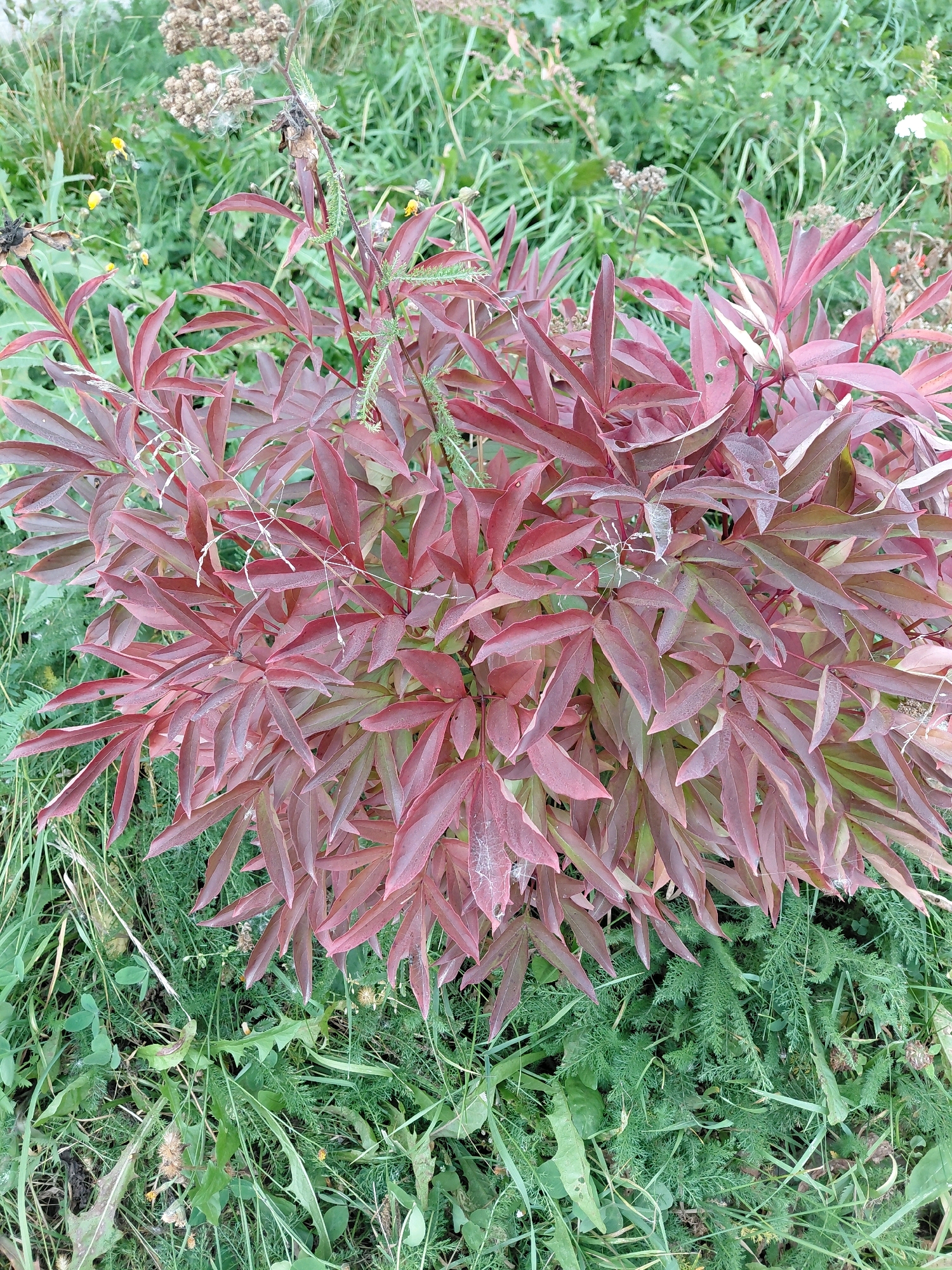 The image shows a dense bush of dark red leaves with green undertones, set against a backdrop of green grass and other plants. The leaves of the bush are elongated and pointed, with a matte texture. Some of the leaves have fine white webbing, possibly from spiders. In the background, various green plants are visible, including grass, some with feathery leaves, and a few small yellow flowers and dried seed heads. The scene appears to be an outdoor setting, likely a garden or natural area within the city of Malinovka, Russia. There are no people or animals depicted in the image. The lighting suggests it is daytime.