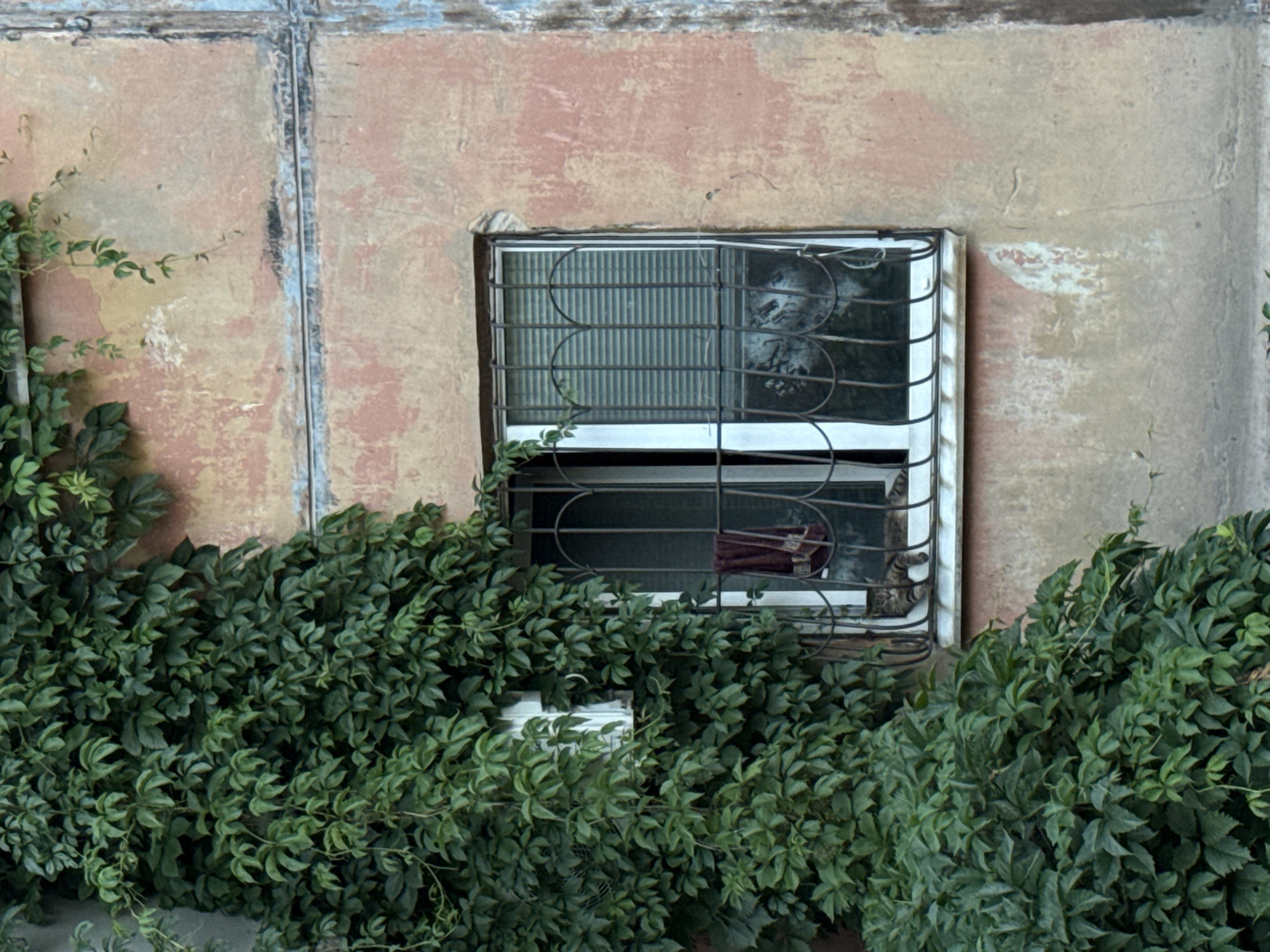 The image shows a close-up view of a weathered wall with a barred window, partially obscured by dense green ivy. The wall has a pinkish-beige, textured surface, showing signs of age and wear, with patches of lighter color and some rough repairs. The window is set within this wall, and its glass panes are visible behind a decorative metal grate, which features curved, looping designs.

Inside the window, the reflection on the glass and the interior are somewhat indistinct. In the upper section, a light-colored, possibly furry object is visible, with dark markings that suggest a face or a textured surface. This could be an animal, like a cat, or a reflection of something inside the room. Further down, a glimpse of a dark red or maroon object, possibly fabric, can be seen.

The window itself appears to be a standard residential window, and the metal bars suggest a need for security or to prevent entry. The ivy is lush and healthy, with many small, pointed leaves, and it cascades over the bottom of the window and onto the wall. A few delicate tendrils of ivy also reach up towards the window from the left side.

The overall impression is one of an aged, perhaps somewhat neglected building, softened by the vibrant presence of nature. The lighting suggests daytime, and there are no strong indications of specific weather conditions, though the scene appears to be outdoors. The location is identified as Staryi Aidar, Ukraine. There is no visible text in the image.