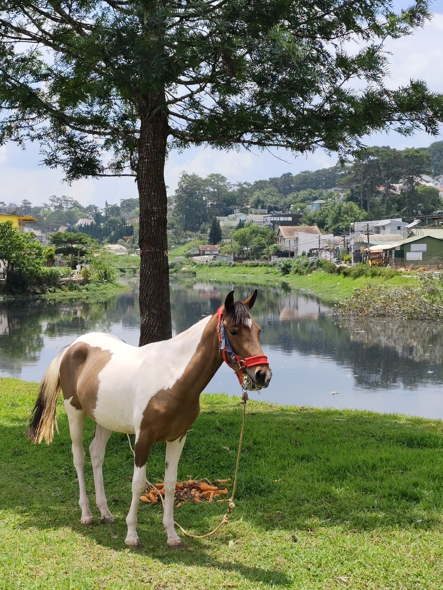 A brown and white pinto horse stands on a grassy bank near a body of water. A tree is located just behind the horse, providing partial shade. The horse wears a red halter and has a rope lead attached to it. Several carrots are scattered on the grass near its hooves. The water reflects the sky and the buildings on the opposite bank. The background consists of houses, trees, and vegetation, indicating an urban or suburban setting, and the location is Da Lat, Vietnam.