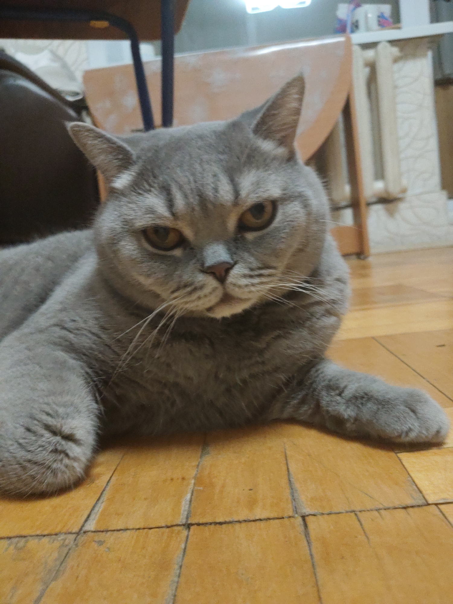 A gray British Shorthair cat is lying on a wooden floor. The cat's fur appears soft. The cat is facing forward and is looking directly at the camera with amber eyes. The background includes a chair and part of what appears to be a radiator. The location is unknown.