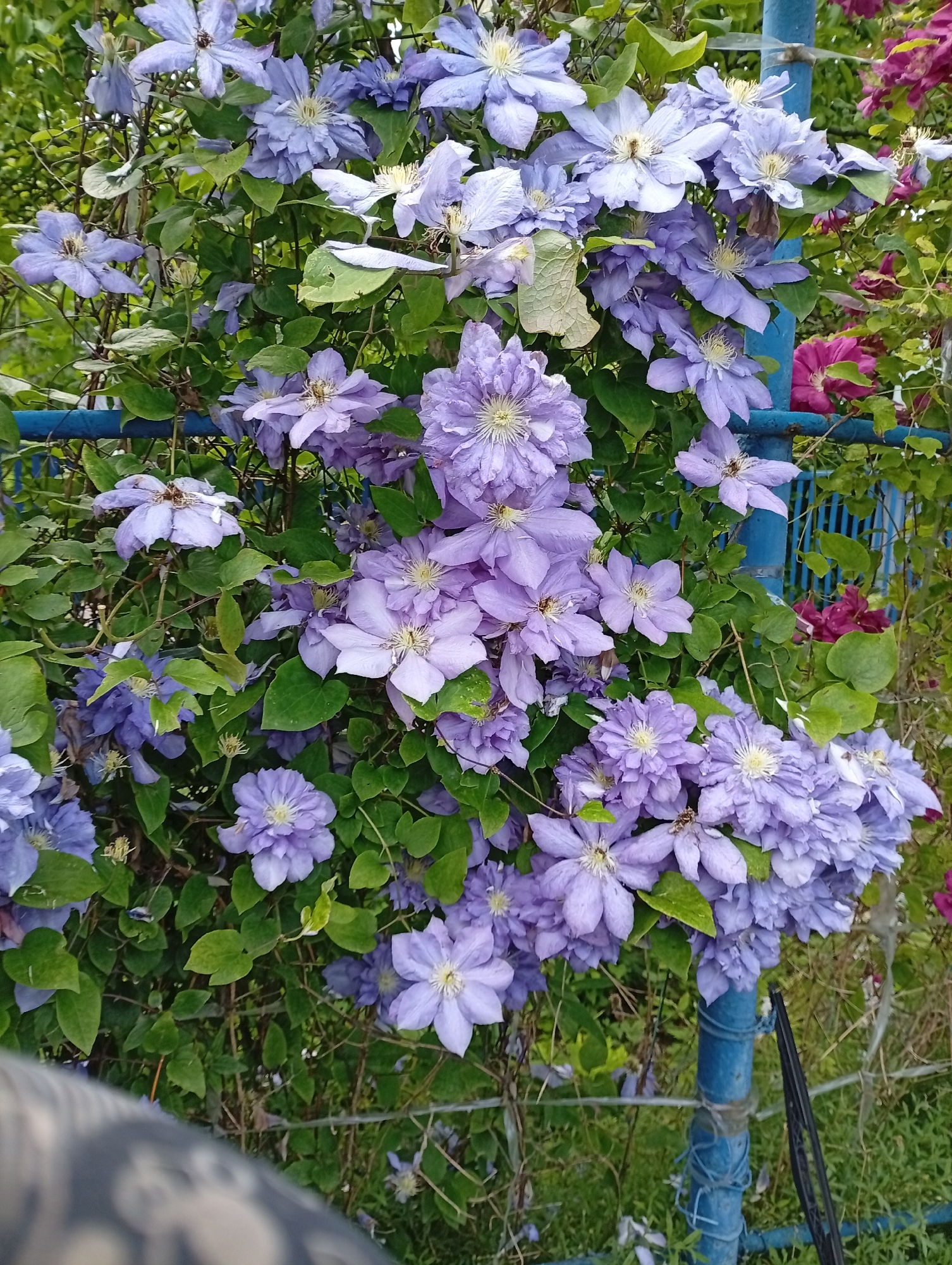 A vibrant outdoor scene in Gorkaya-Balka, Russia, showcases a dense cluster of purple and lavender Clematis flowers. The flowers vary in their petal arrangement, with some displaying single layers and others appearing double or ruffled, all featuring prominent light yellow or creamy white stamens at their centers. These numerous blooms are intertwined with lush green foliage, indicating a healthy climbing vine.
The plant is supported by a blue metal structure, likely a fence post or a trellis, visible both vertically on the right and horizontally across the upper and lower portions of the image. In the background, particularly on the right side, hints of darker pink or reddish-purple flowers can be seen, adding depth and color contrast to the composition.
The lighting suggests it is daytime, with bright, natural light illuminating the scene. A blurred, dark object resembling a wiper blade or a similar elongated item is attached to the blue post in the bottom right, secured by wire or twine. The overall impression is one of natural beauty and an abundant garden. No human activity or visible text is present.