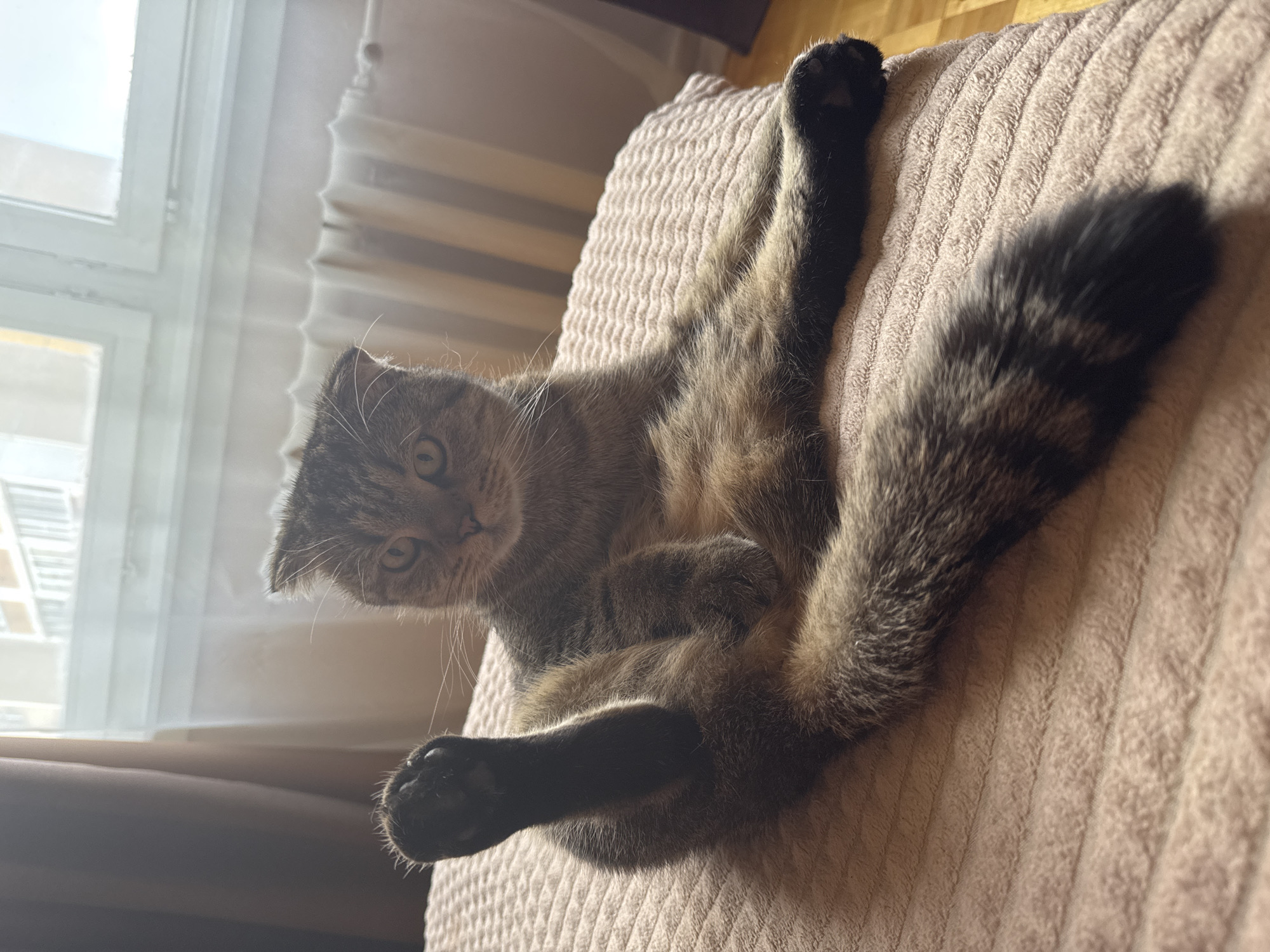 A gray tabby cat with dark paws is lying on a tan corduroy cushion. The cat is facing the camera with its legs spread and tail extended. A window with sheer curtains is visible in the background. The location of the image is unknown. The location is not included in the file's metadata.