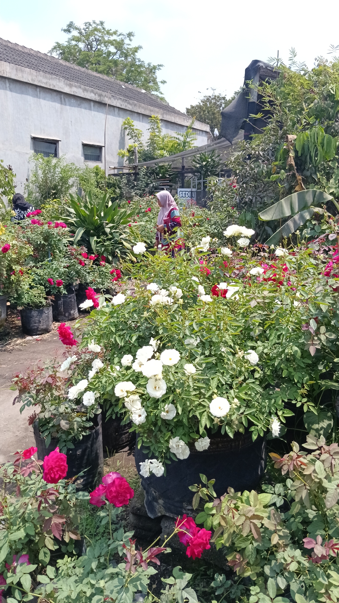 The image depicts an outdoor plant nursery, likely a rose garden, located in Kandat, Indonesia. In the foreground and midground, numerous potted rose bushes are visible, featuring a variety of colors including deep pink, red, and white blossoms. The plants are in large black plastic pots and are densely packed. In the background, a building with a gray, textured wall and a dark roof is partially visible, along with some trees and overhead coverings. Two individuals are present: one person, possibly a woman, wearing a pink headscarf and a patterned shirt, is standing and looking towards the right. Another individual, wearing a black and white patterned top, is partially visible on the left, tending to the plants. The overall scene suggests a retail or cultivation environment for ornamental plants.