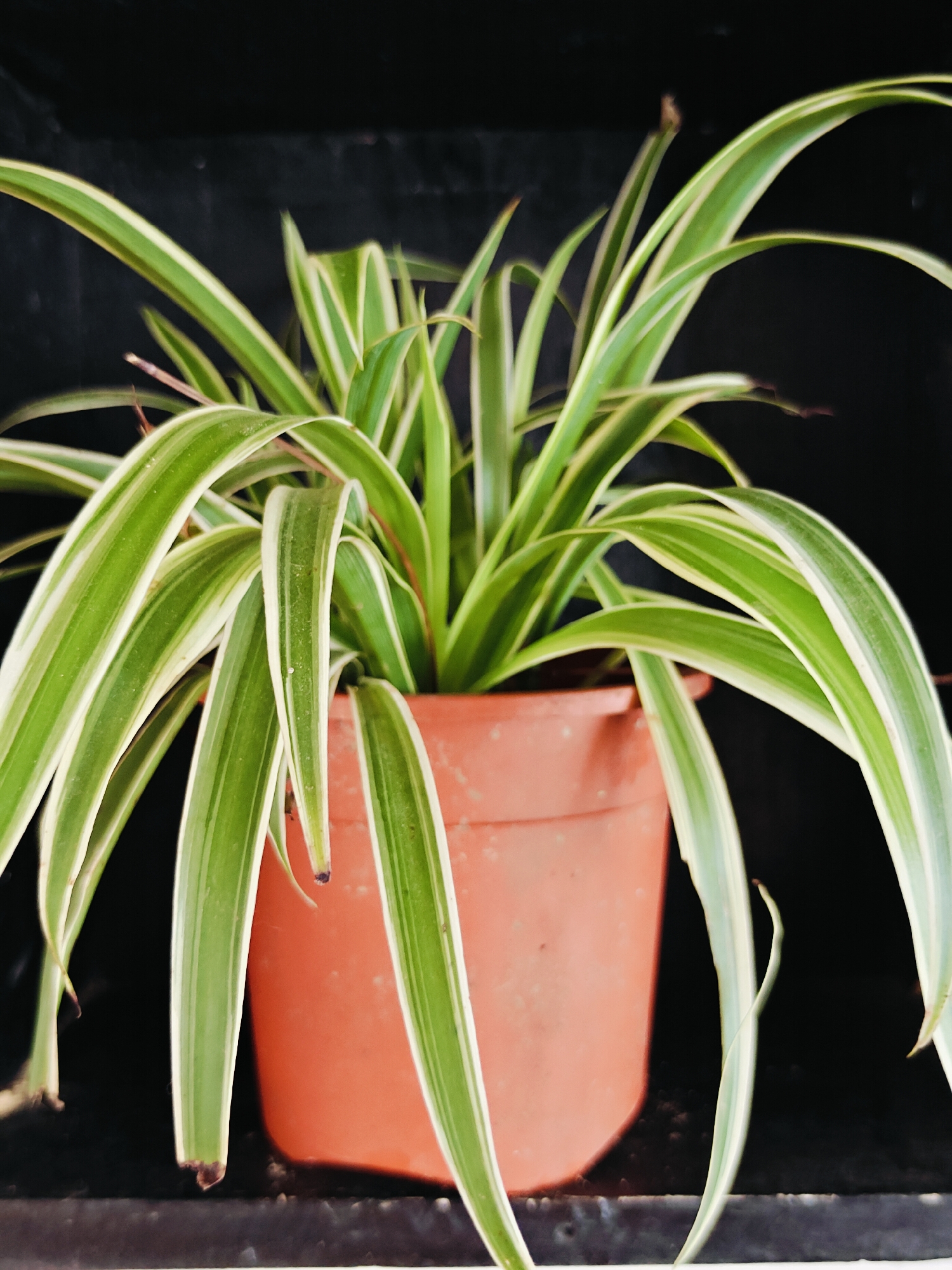 A close-up, eye-level, medium shot shows a potted spider plant with variegated green and white leaves. The plant is in an orange plastic pot, which sits on a dark, textured surface. The background is a solid black, out-of-focus area. The lighting is even, highlighting the textures and colors of the plant and pot. The image appears to be taken indoors, likely in a home or office environment, in Pokhara, Nepal. There are no people or animals present in the scene.