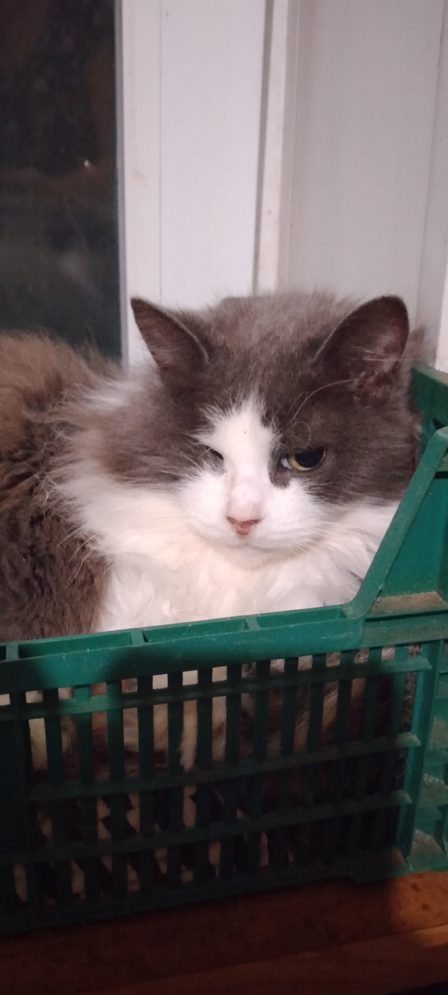 A fluffy gray and white cat is resting in a green plastic crate. The cat is looking towards the camera with one eye partially closed. The background appears to be a window with blinds or vertical slats. The scene is indoors, and the lighting suggests it may be evening or a dimly lit room. There is no discernible indication of the specific location in Belgorod, Russia, as the image lacks any recognizable landmarks or context clues.