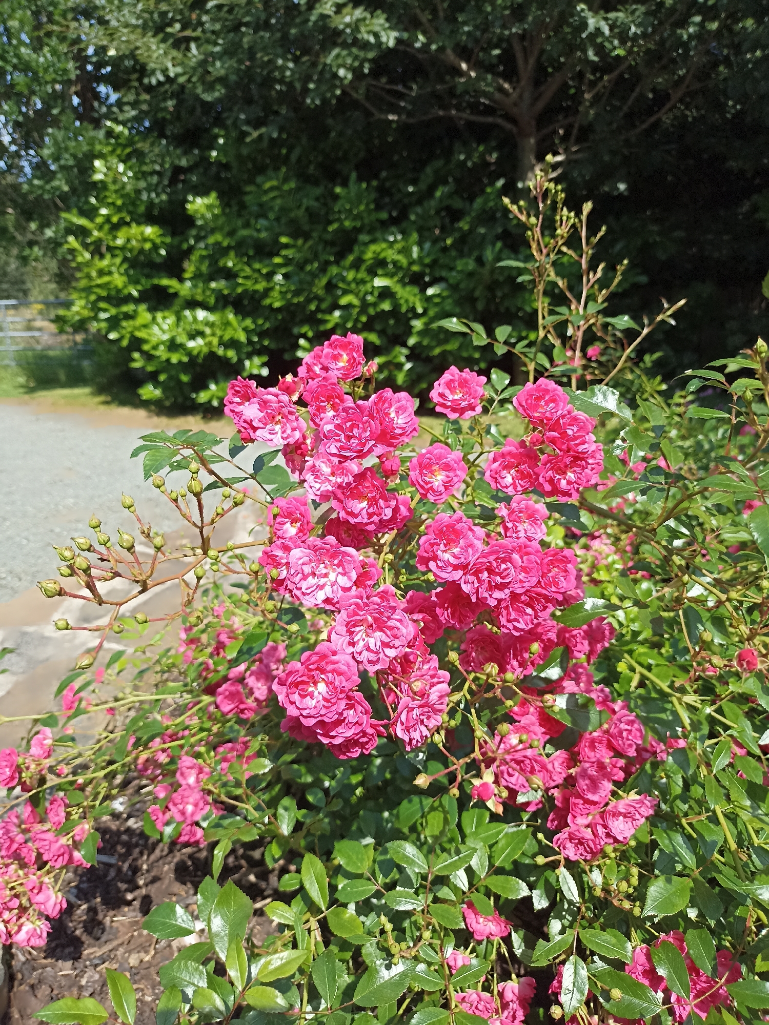 The image shows a close-up of a cluster of bright pink roses in full bloom, with many smaller buds visible on the stems. The roses are densely packed, with multiple layers of petals. Lush green leaves surround the flowers. In the background, out of focus, are more green foliage, suggesting a garden or natural setting. A gravel path can be seen to the left of the rose bush. The lighting suggests it is a sunny day. The specific location in Dungloe, Ireland, is not identifiable from the visual information alone. There are no people or animals present in the image.