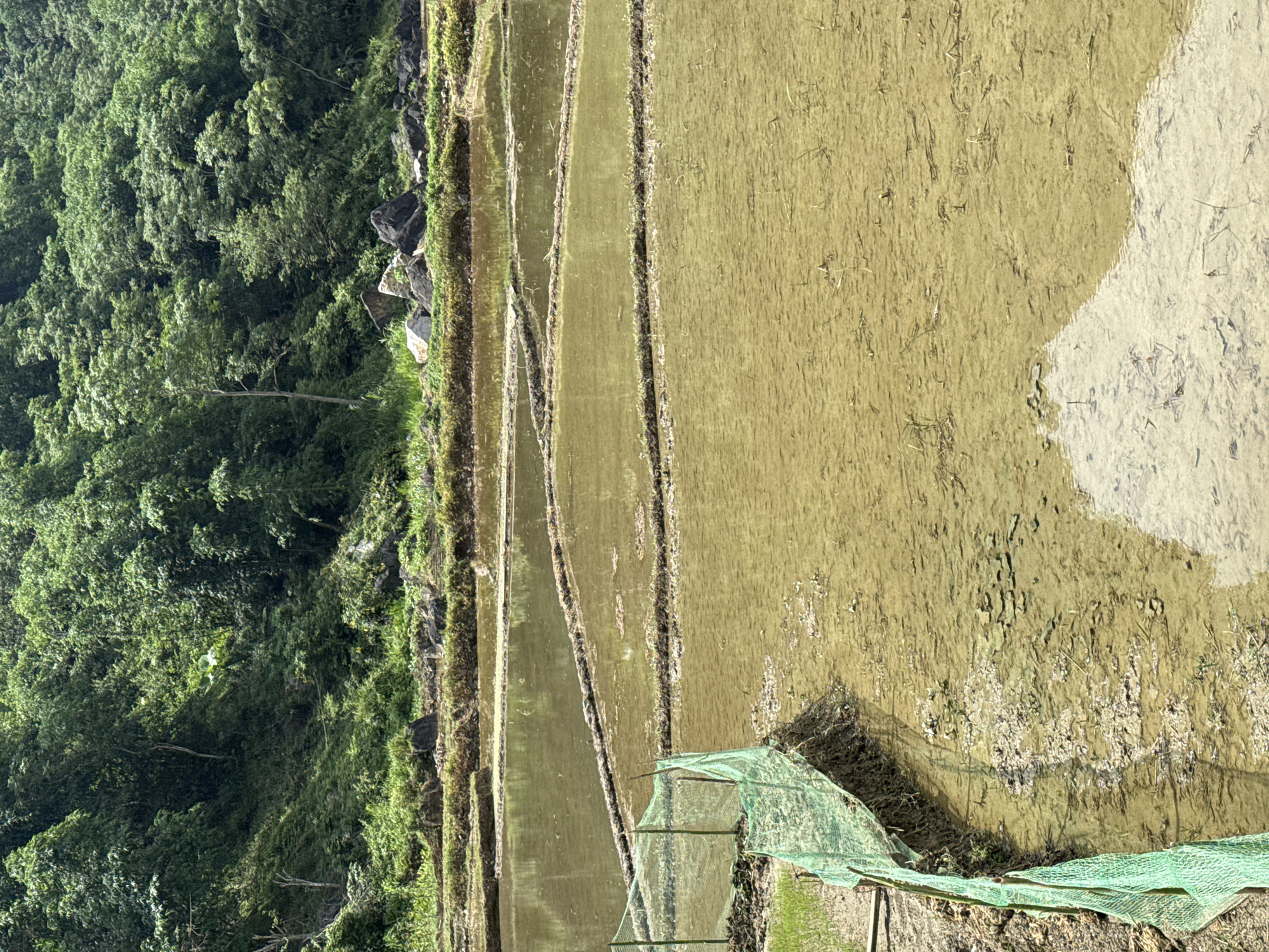 The image shows a terraced rice paddy in Pù Luông Commune, Vietnam. The paddies are flooded with murky water, reflecting the lush green trees that cover the hillside in the background. A bright green mesh fence is visible on the left side of the image, separating the paddies from the drier land. The terrain is uneven, with soil mounds and some rocks visible along the edges of the paddies. The sunlight creates a dappled effect on the water's surface.