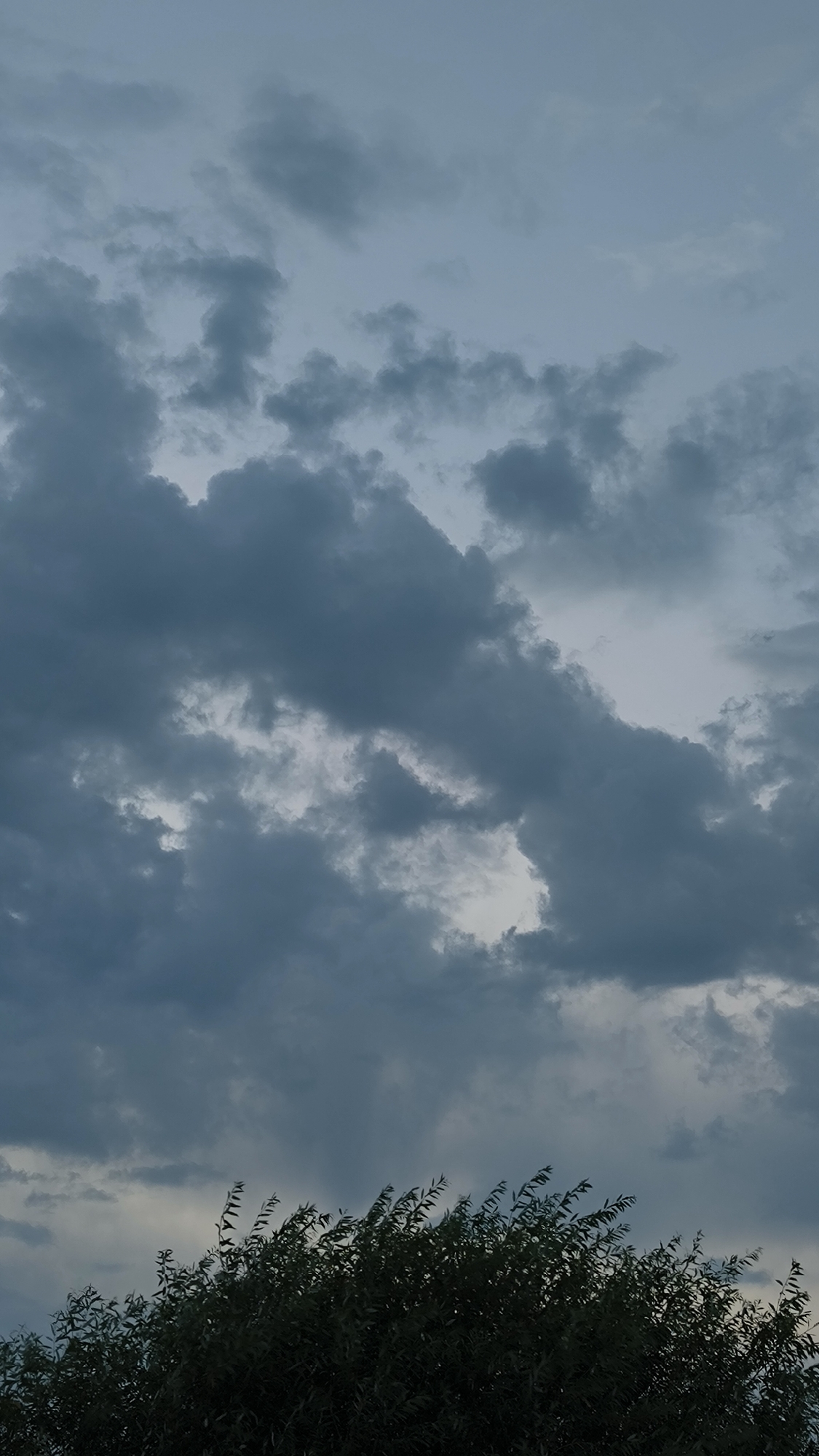 The image shows a dark, cloudy sky above a line of trees. The clouds are dense and appear to be gathering, suggesting an impending storm. The trees are dark green and their leaves are being blown by the wind, indicating a breezy condition. There are no people or specific objects that would indicate a precise location within the city of Miass, Russia, beyond the presence of trees and a sky that is common in many geographical locations. The overall impression is one of natural elements and a potentially inclement weather event.