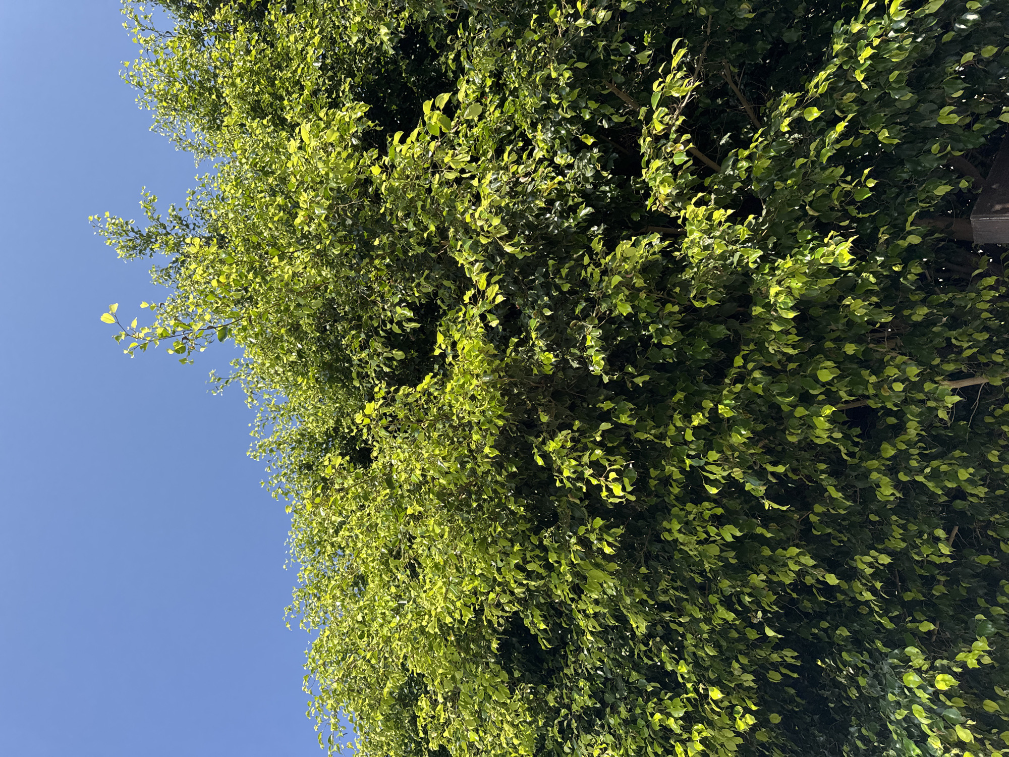 An image captures a dense, verdant ficus tree against a clear blue sky. The leaves of the tree are a vibrant green, with some lighter, almost yellow-green hues where sunlight penetrates the canopy. The foliage is thick, creating a wall of green that obscures much of the tree's structure, though some branches and a wooden post are partially visible at the bottom right. The setting appears to be an outdoor environment, likely within the Agios Tychona Community in Cyprus, given the clear sky and lush vegetation indicative of a Mediterranean climate. No people or specific actions are depicted.