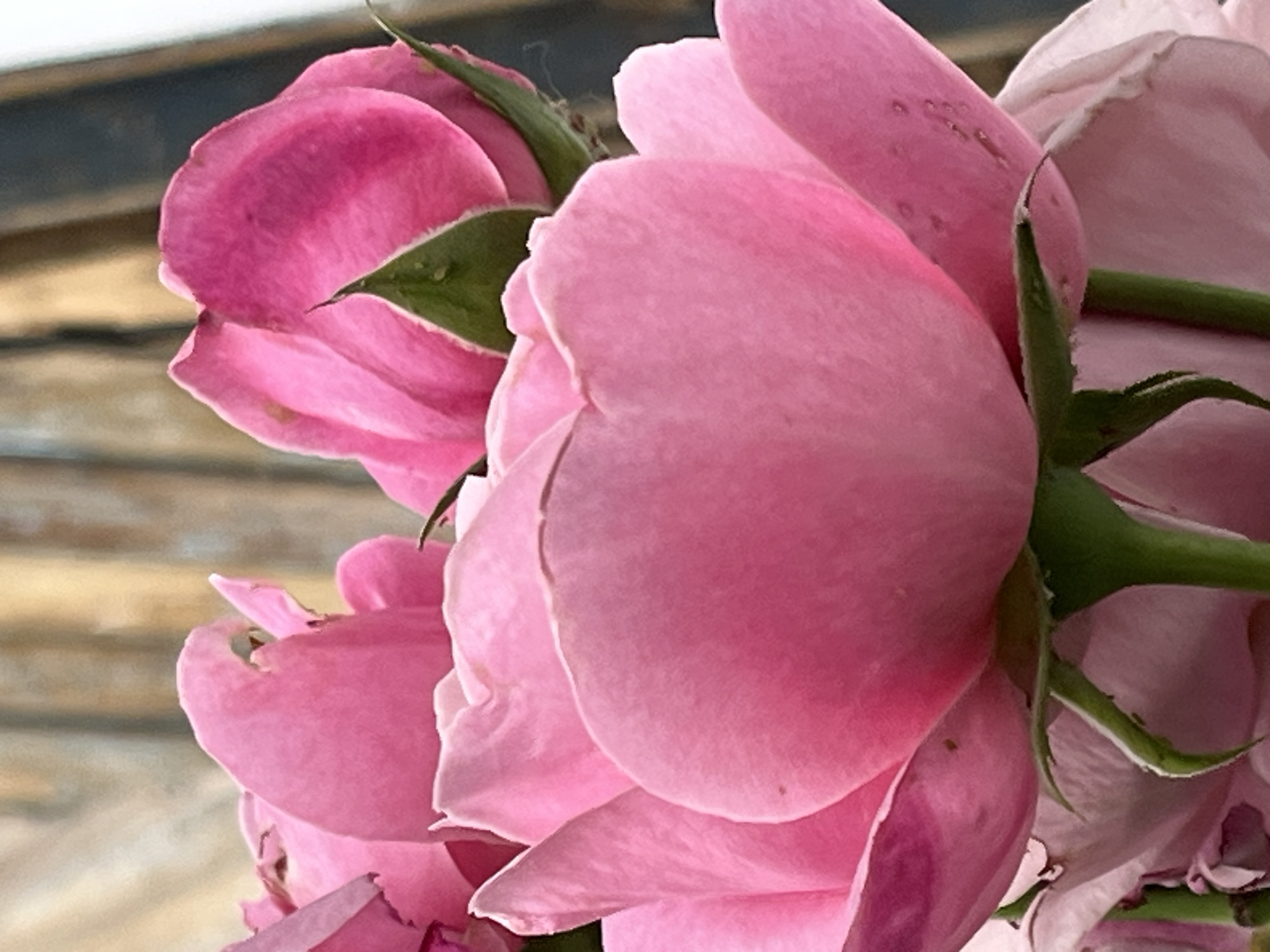 A close-up, low-angle shot captures a cluster of pink roses against a blurred, wooden background. The roses are in various stages of bloom, with some petals unfurling and others still tightly closed. The vibrant pink of the petals is softly illuminated, highlighting their delicate texture. The background, a warm-toned wood grain, is out of focus, drawing the viewer's attention to the intricate details of the flowers. The scene appears to be outdoors, possibly in a garden setting. There are no people or animals present in the image. The environment is calm and serene. The location of this image is not provided in the image.