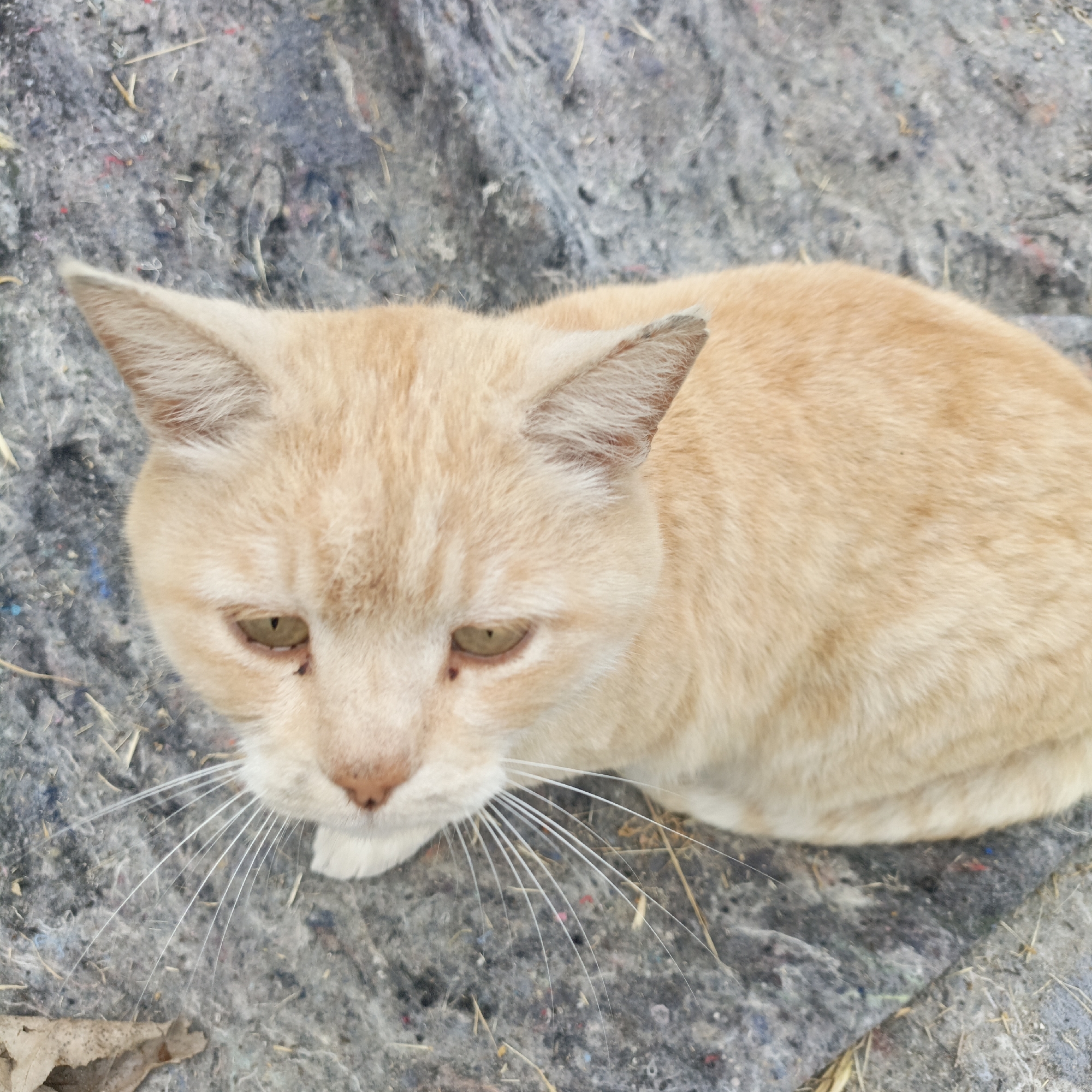 A domestic cat with light orange fur sits on a gray, fabric-like surface that appears to be on the ground. There are some small bits of debris scattered on the surface. The cat is looking slightly down and to the left. The cat's whiskers are white and prominent. The location is unspecified, so a specific location like Sevastopol, Ukraine, cannot be confirmed.