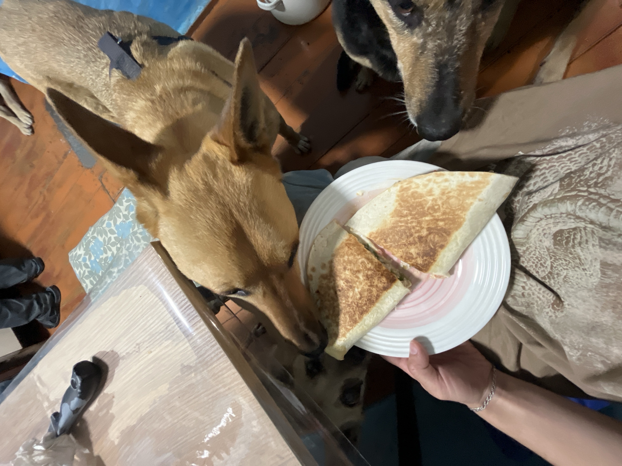 The photograph depicts a first-person perspective of a person holding a plate of quesadillas, being closely observed by two dogs. The quesadillas are cut into triangular portions and arranged on a white plate with a pink rim. One dog is light brown, reaching its nose towards the food on the plate, while the other dog is dark brown and black, positioned slightly behind and to the side. The person is wearing a patterned garment, and a silver bracelet is visible on their wrist. A table with objects is visible. The location is not discernable from the image.