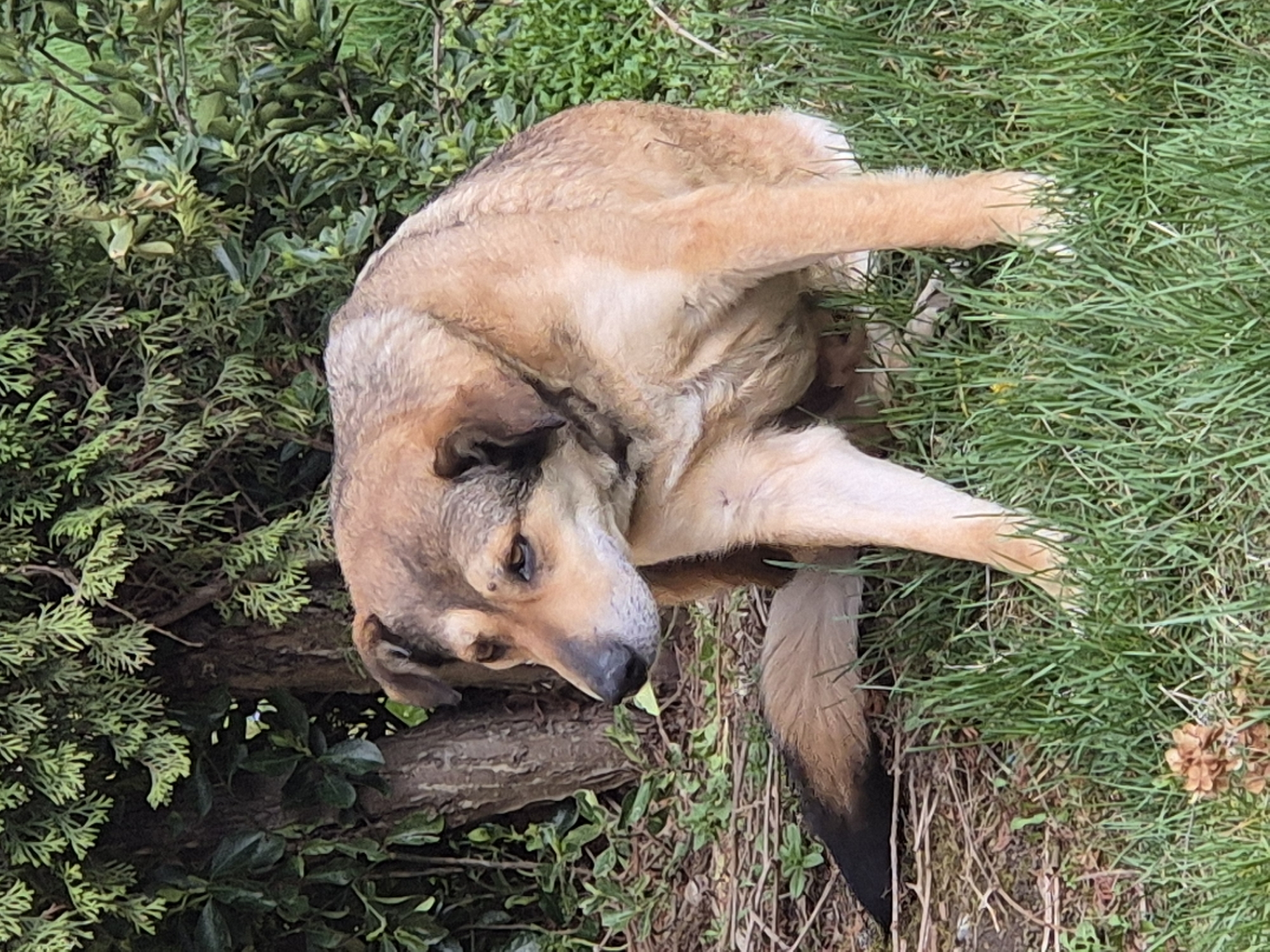 A medium-sized dog is observed sitting in a grassy area in Pavlikeni, Bulgaria, during daytime. The dog exhibits a tan coat with darker brown and greyish markings on its back, head, and floppy ears. Its tail features a dark brown to black tip. The dog's body faces slightly right, while its head is sharply turned to the left and angled downwards towards its right flank. Its right front leg is lifted, suggesting an action of scratching or grooming its side. A minor mark is present on its right front leg. The immediate ground cover beneath and to the dog's right consists of lush green grass. To the dog's left, the ground transitions to drier earth with sparse green plants and scattered brown debris. A brown, pinecone-like object is visible in the foreground grass. In the background, a brown tree trunk is present behind the dog's left side, surrounded by dense green foliage, including both coniferous branches and broad-leafed plants.