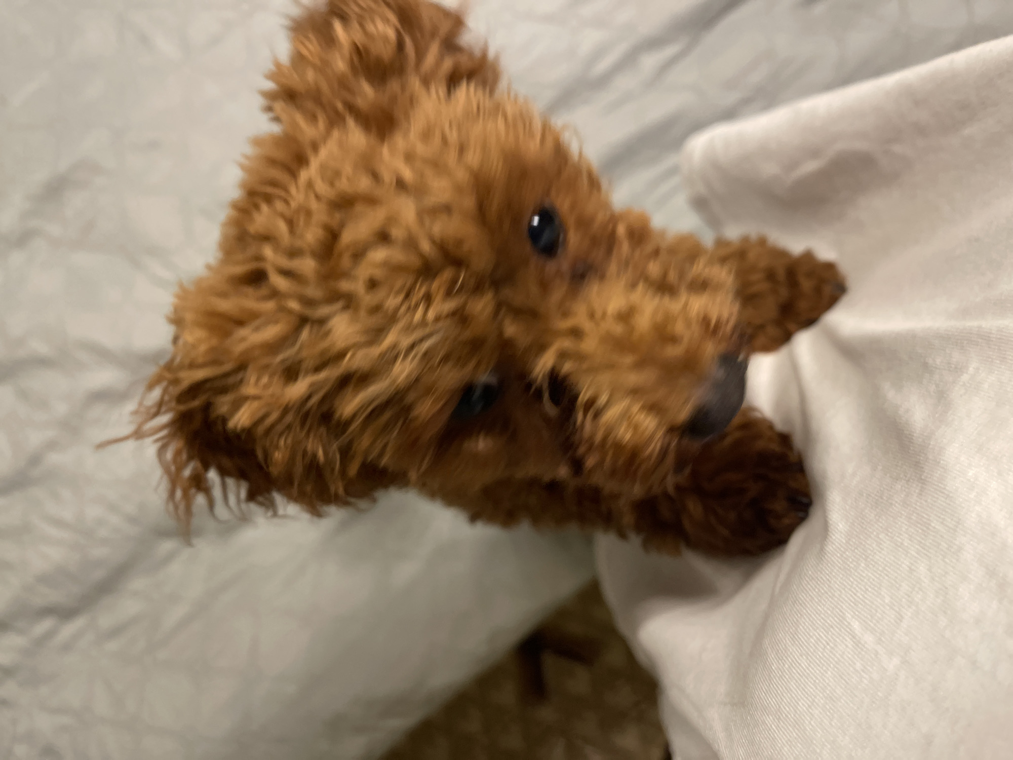 A close-up shot depicts a reddish-brown poodle dog, facing forward. The dog's head and front paws are visible. It is sitting on what appears to be a white bed sheet, over a gray textured surface. No information pertaining to the location of the city of Sofia, Bulgaria, is identifiable.
