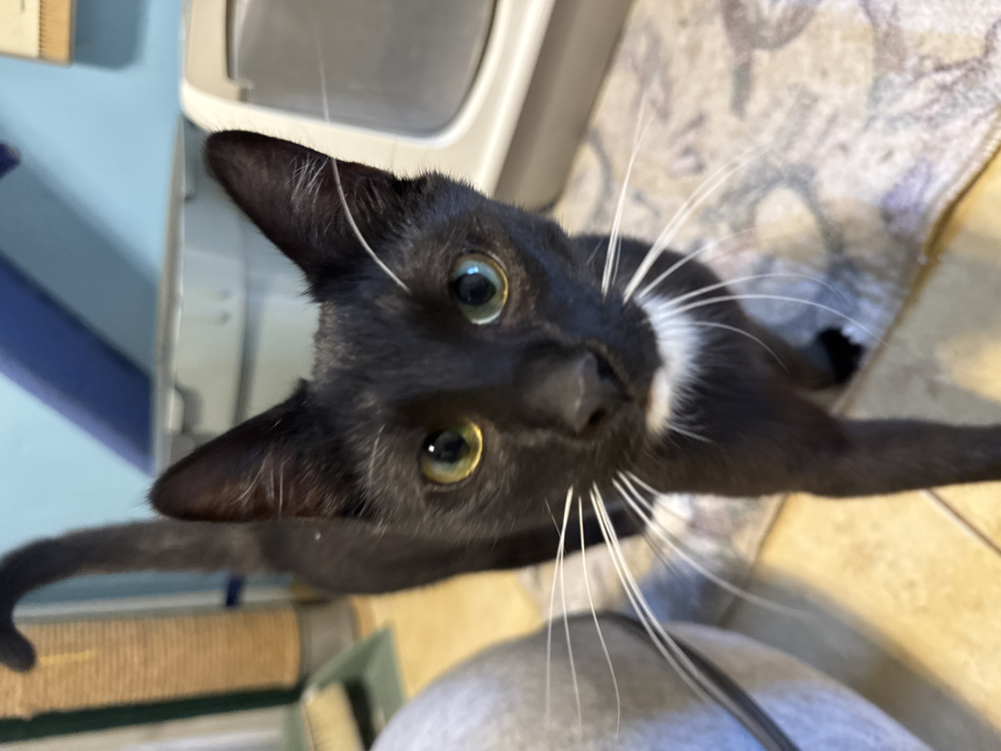 A black cat with white whiskers is looking up at the camera. The cat has yellow-green eyes. Part of a light gray litter box is visible in the background, along with parts of a blue wall, a rug, and floor tiles. The cat appears to be indoors. There is no indication of a specific location, city, or country in the image.