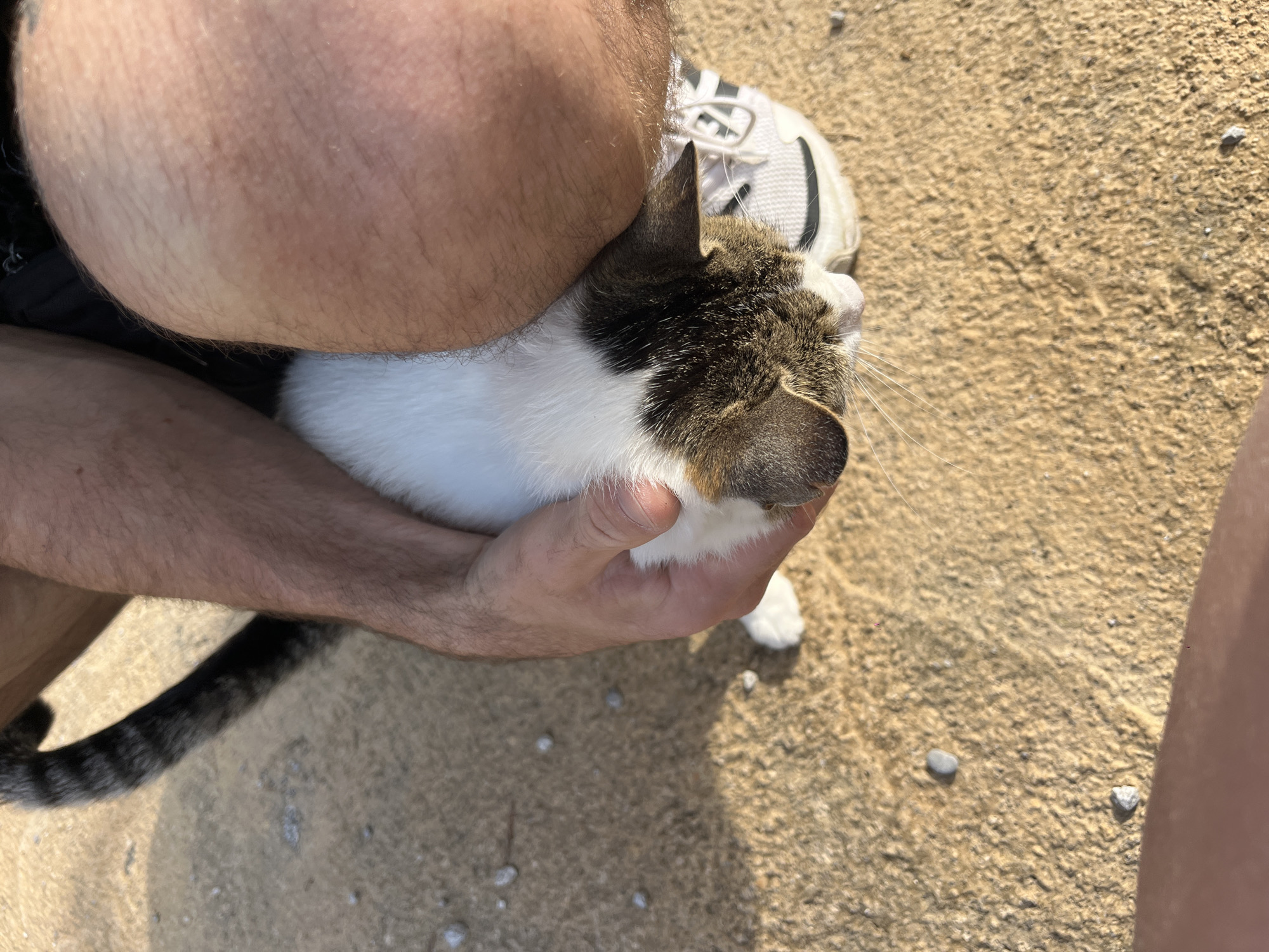 A close-up, high-angle shot captures a tender moment between a person and a cat outdoors on a bright day in Boreti, Montenegro. The person's lower arms and legs, partially visible, are tanned and hairy, suggesting bare skin. They are wearing dark shorts and a white sneaker with black accents can be seen near the cat's head.
The main subject is a domestic short-haired cat, which is white with distinct brown and tabby patches on its head, ears, and back. Its tail, visible on the left, is striped with tabby patterns. The cat appears relaxed and content, nestled gently in the person's hands, with its eyes seemingly closed or half-closed in comfort. One of the person's hands supports the cat's body from underneath.
The setting is an unpaved, open area with a light brown or yellowish-tan ground, characteristic of sand or fine gravel, and small scattered pebbles. Bright sunlight illuminates the scene, casting defined shadows, indicating a clear, sunny day, likely morning or afternoon. There is no visible text in the image.