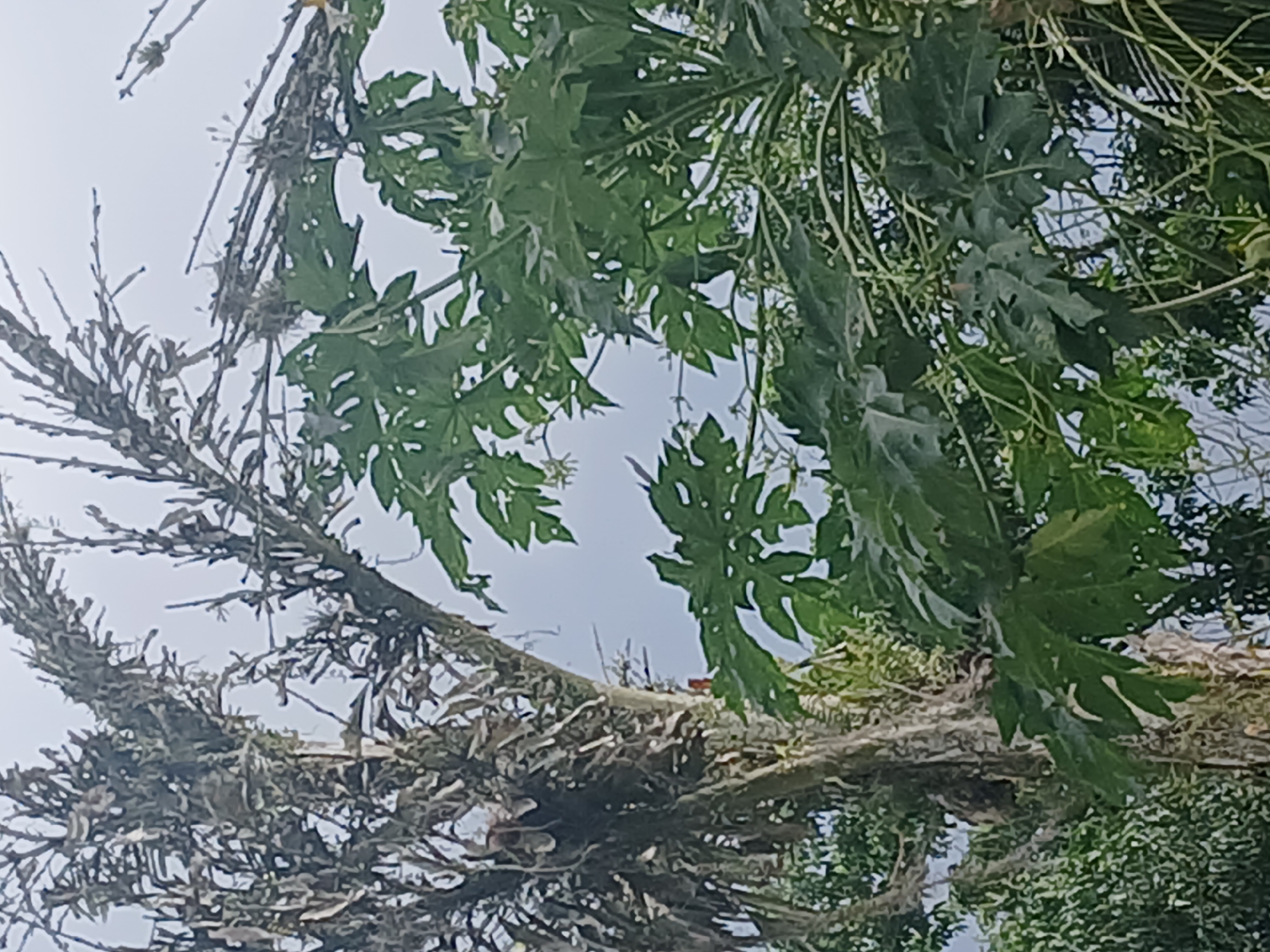An outdoor, waist-up, medium shot captures a low-angle view of tangled, dry tree branches intertwined with lush green papaya leaves under an overcast sky. The dry branches, positioned on the left side of the frame, are thin and brittle, covered in what appears to be moss or lichen, with some lighter-colored, dried foliage still attached. On the right, a papaya tree displays large, hand-shaped green leaves with distinct lobes and visible veins. Small, delicate white flowers can be seen scattered amongst the leaves, some appearing on long, thin stems. The background consists of a bright, overcast sky, indicating diffused light. There are no people or animals visible in the image. The scene suggests a natural, possibly overgrown, environment.