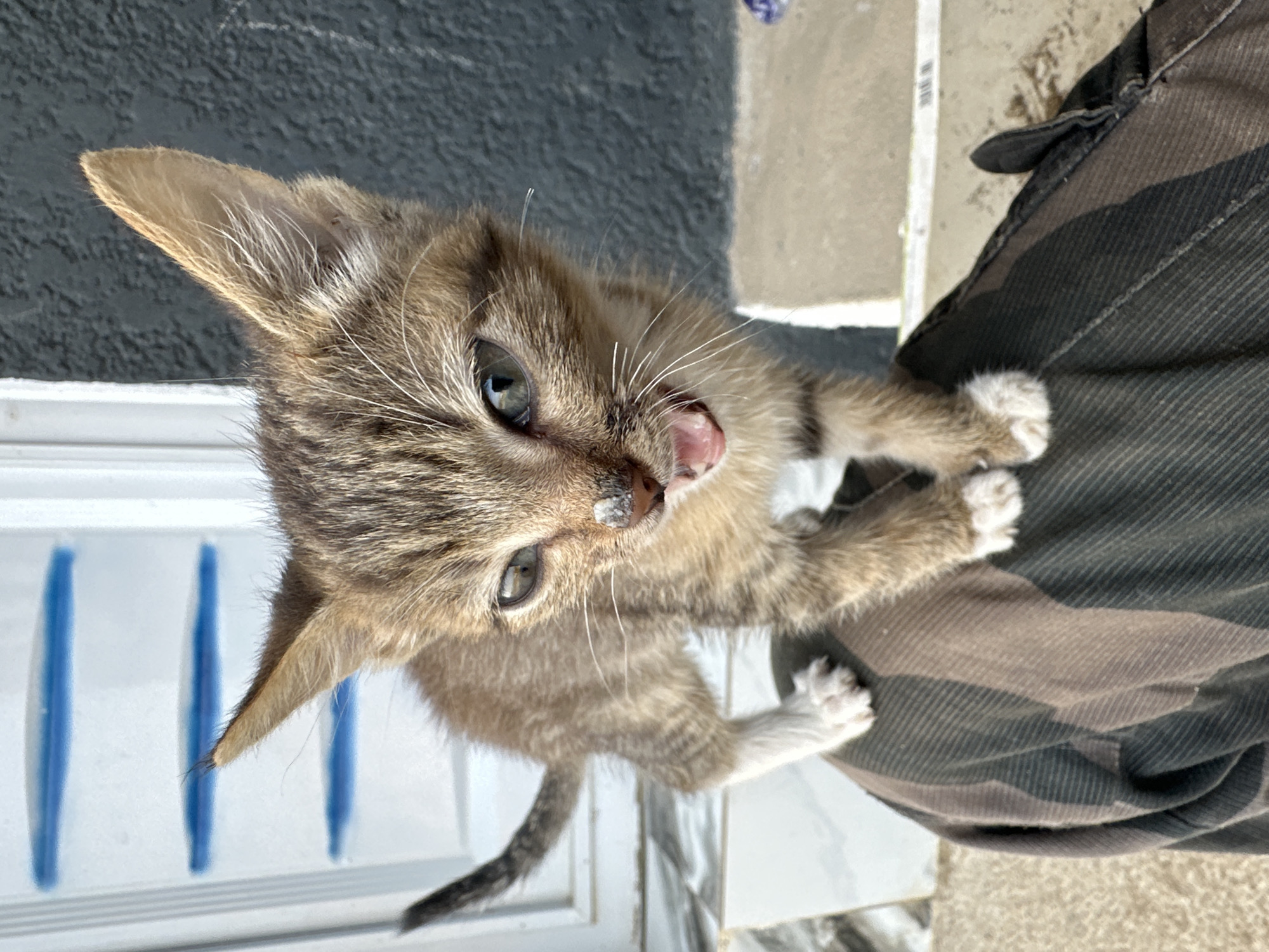 A kitten with grey and brown fur and white paws is looking up. There is white residue around its mouth. It is standing on concrete next to a person wearing patterned pants. The location is Jos, Nigeria.