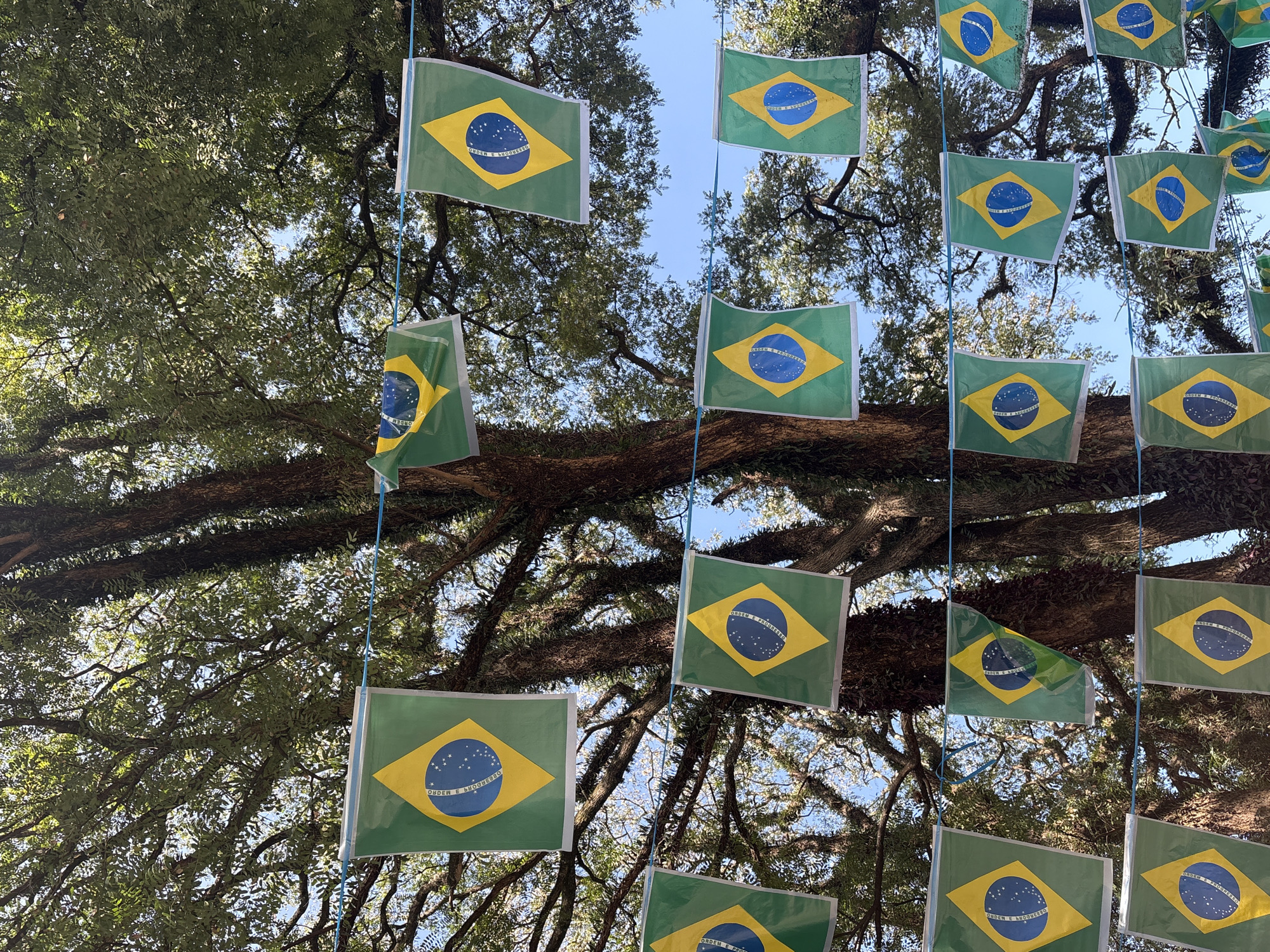 The image shows a string of Brazilian flags hanging from branches of large trees, likely in an outdoor urban setting. The flags are small and rectangular, featuring the green background with a yellow rhombus and a blue circle containing stars and text. The flags are strung horizontally, with multiple lines of flags visible, creating a decorative effect. Some of the flags are slightly angled or creased, indicating they are made of a light material. The background consists of lush green foliage from the trees, with glimpses of a clear blue sky. The trees themselves have thick, textured trunks and numerous branches, suggesting they are mature. The scene appears to be a festive or celebratory occasion, possibly a national holiday or sporting event. The specific location in São Paulo is not identifiable from the visual information provided. There are no people visible in the image.