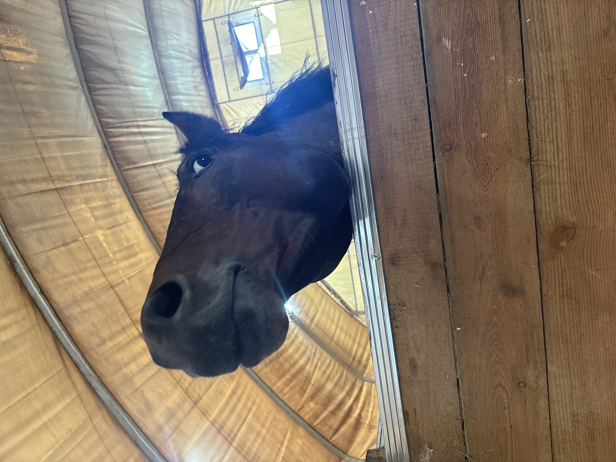 A dark brown horse's head is visible from its nostrils to its eye, looking directly into the camera. The horse is positioned above a wooden barrier, which is made of horizontal planks of wood. The horse's head is angled upwards, and its eye is wide open, giving it a surprised or curious expression. The background consists of a curved, beige-colored canvas-like material, likely the roof of a stable or barn. The overall lighting suggests it is daytime, with light filtering in from an unseen source. The image appears to be taken inside a stable in Pavlovsk, Russia, as evidenced by the specific architectural style and materials commonly found in such structures within the city.