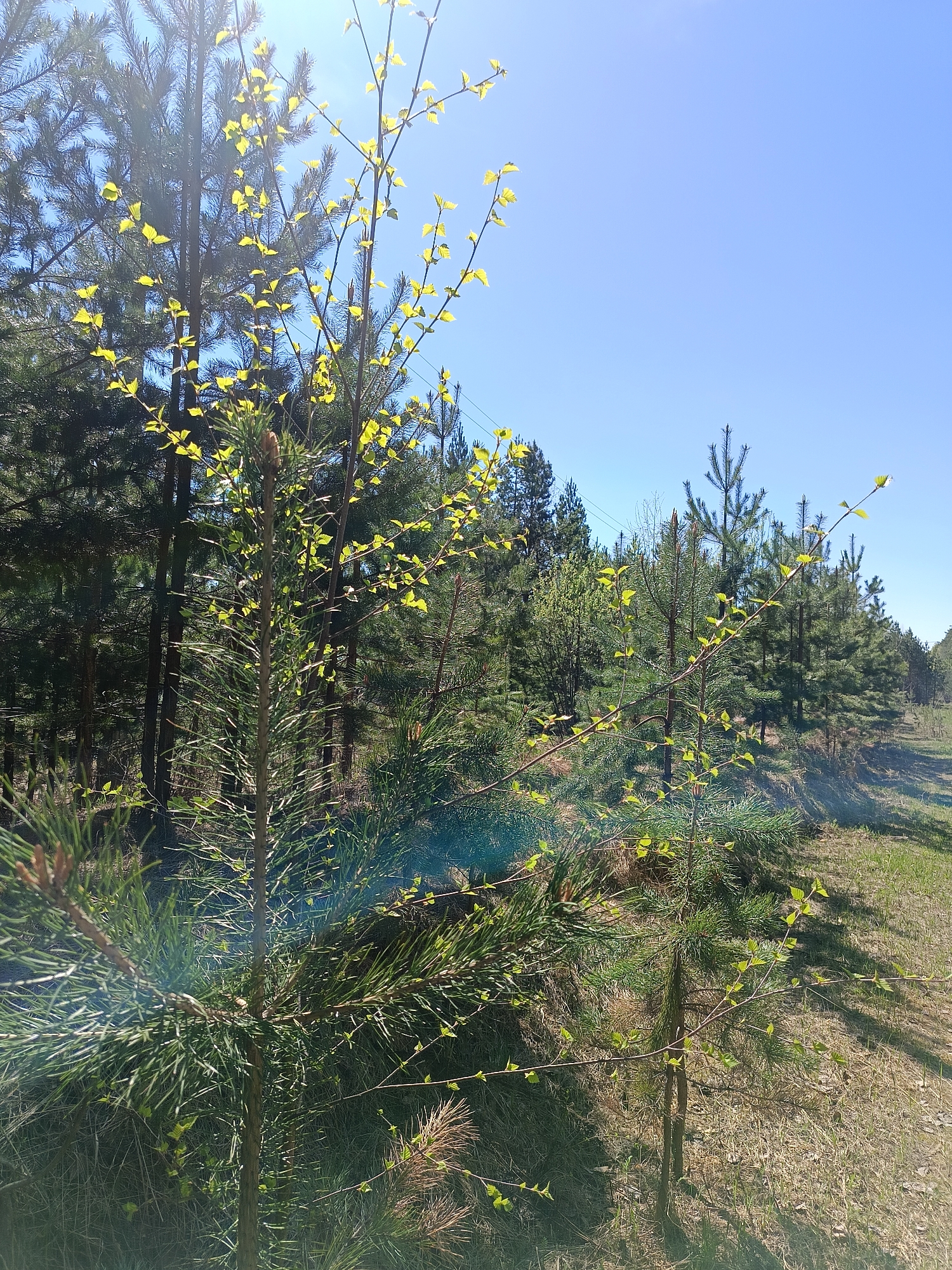 The photograph shows a forest scene in what appears to be Chaikovsky, Russia, characterized by evergreen trees and young saplings. The sky is a clear blue. The foreground features two young trees; one has sparse green needles, while the other has emerging bright green leaves. Debris and grass can be seen on the forest floor. A row of similar trees recedes into the distance along a path or clearing. The light source is from above.