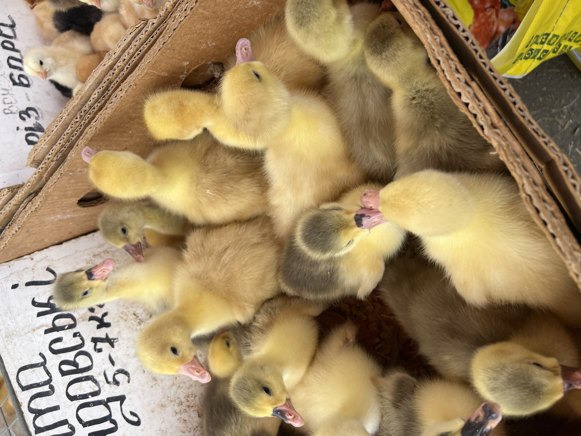 A close-up, eye-level shot captures a cluster of young geese and chicks in a cardboard box, likely at a market in Kharkiv, Ukraine. The animals, mostly yellow and greyish-yellow downy goslings, are nestled together, some with their heads lowered or turned away. A few chicks with yellow and black plumage are visible in a separate section of the box. Handwritten text in Cyrillic script is visible on the cardboard, indicating pricing or identification for the poultry. The environment appears to be an outdoor market stall, suggested by the rustic cardboard and the presence of other goods visible in the background.