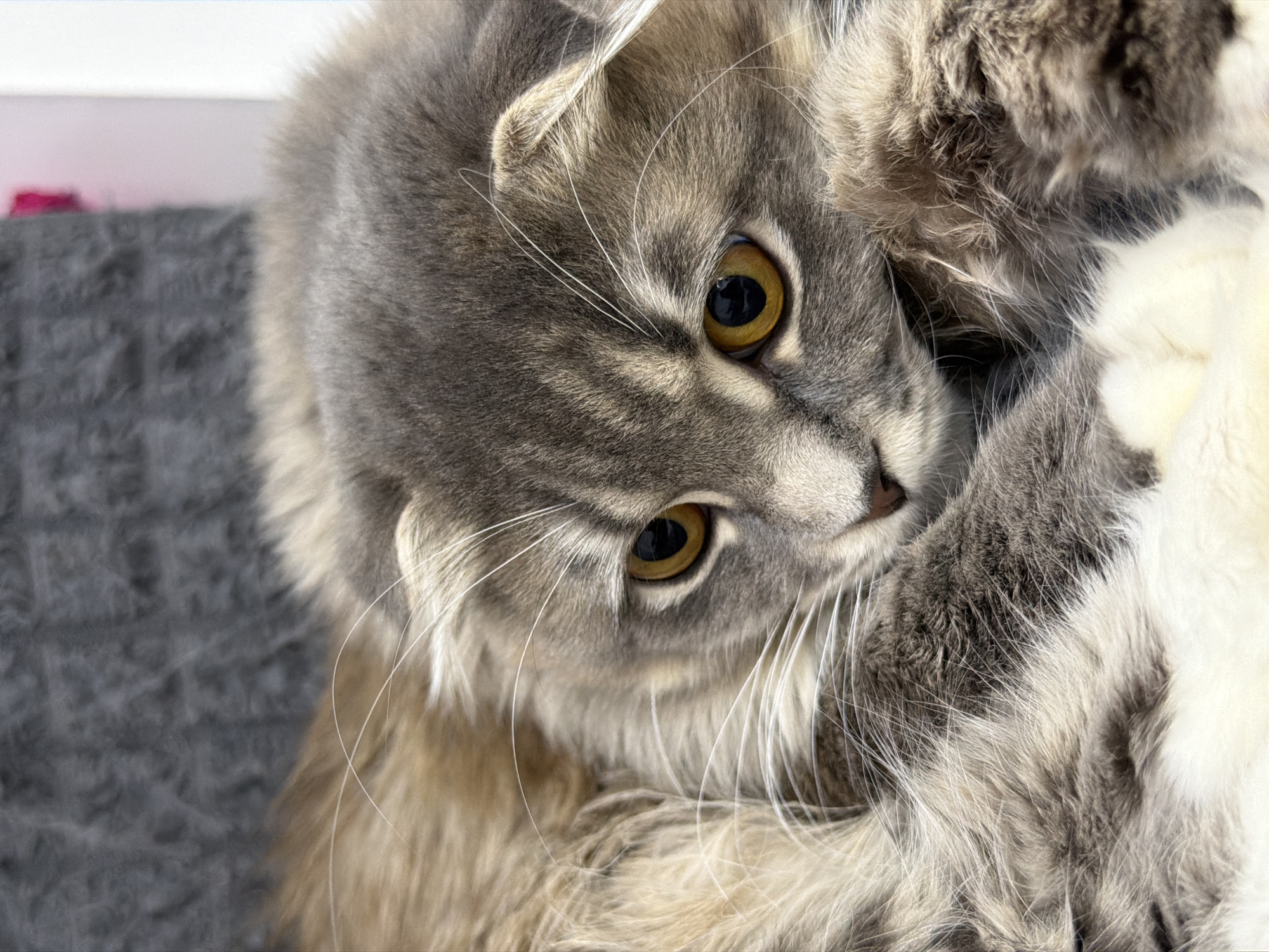 The image shows a close-up of a grey and white fluffy cat with striking amber eyes. The cat is lying down, with its head resting on its paws and its ears folded. The background is out of focus, but appears to be a textured grey surface. The cat's fur is long and appears very soft. There is no indication of the city of Vovchynets, Ukraine in the image.