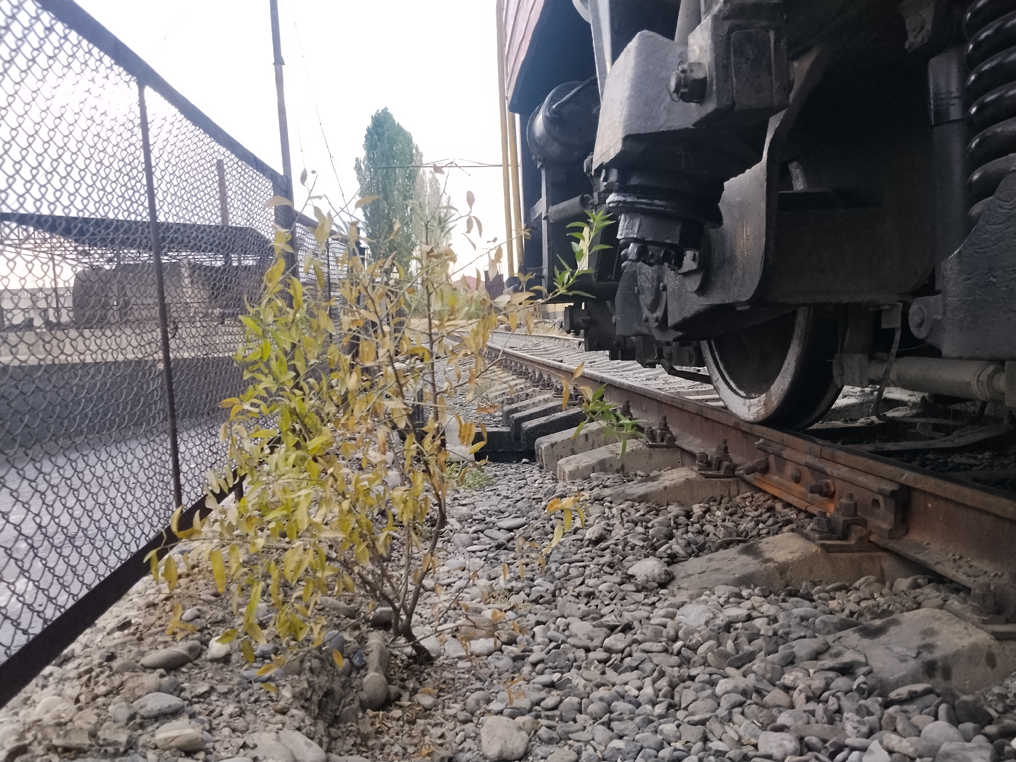 A low-angle, wide shot captures a section of a train track, with a train's wheel and mechanical components visible in the foreground on the right. A chain-link fence runs along the left side of the frame, bordering what appears to be an industrial or disused area. A small, leafy bush with yellowing leaves grows between the fence and the train tracks. The ground is covered in gravel and scattered stones. In the background, several tall, slender trees are visible against a hazy sky. The overall scene suggests an outdoor, possibly industrial, setting in Manas, Kyrgyzstan.