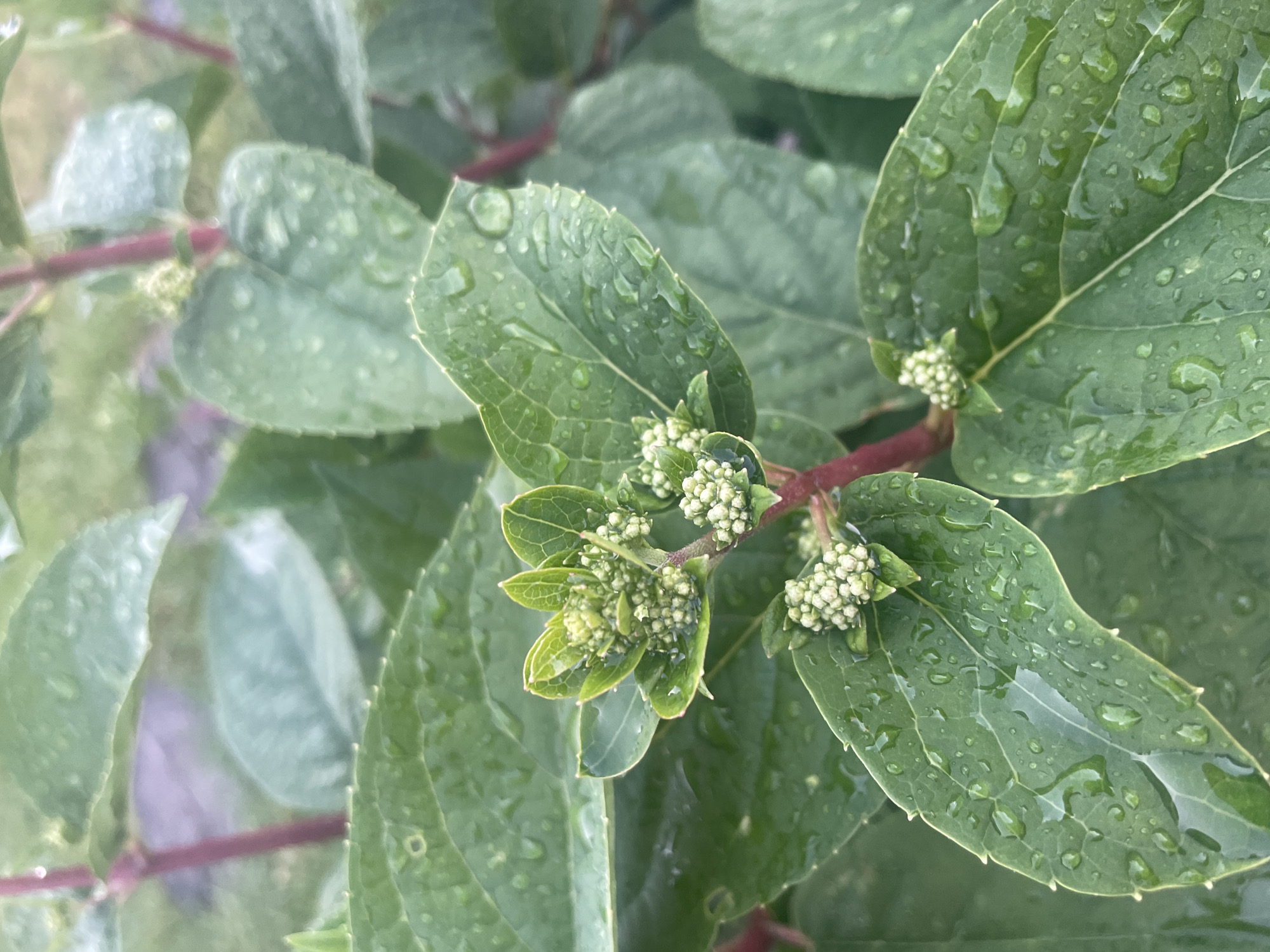 The image shows a close-up of green leaves and flower buds on a plant. The leaves are covered in water droplets, suggesting it has recently rained. The flower buds are small and clustered, appearing to be in an early stage of development. The plant has red stems. The background is blurred, showing more greenery. The location of Aropakkuzi, Russia, is not depicted in the image. There are no people or actions visible in the scene.