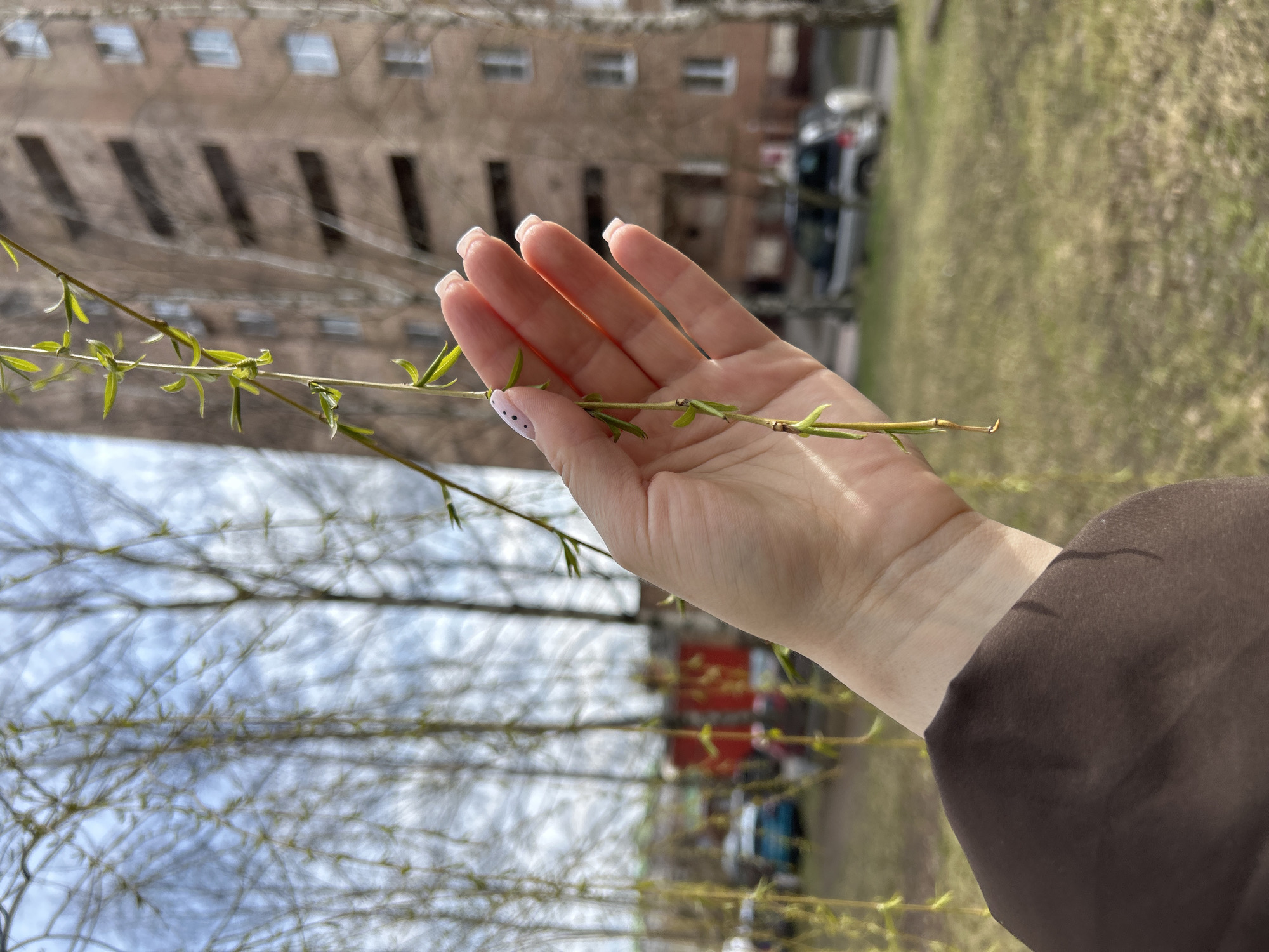 The image captures a fair-skinned human hand, with neatly manicured fingernails featuring a white French tip and one nail adorned with small polka dots. The hand delicately holds a slender branch with emerging green leaves, indicating springtime. The background reveals an urban setting, potentially in Klin, Russia, showcasing a multi-story brick building with visible windows and architectural details, likely residential. Blurred vehicles are seen parked nearby, suggesting a street or parking area. The image is rotated counter-clockwise and includes a grassy field and bare tree branches, implying a park or residential area undergoing seasonal changes.