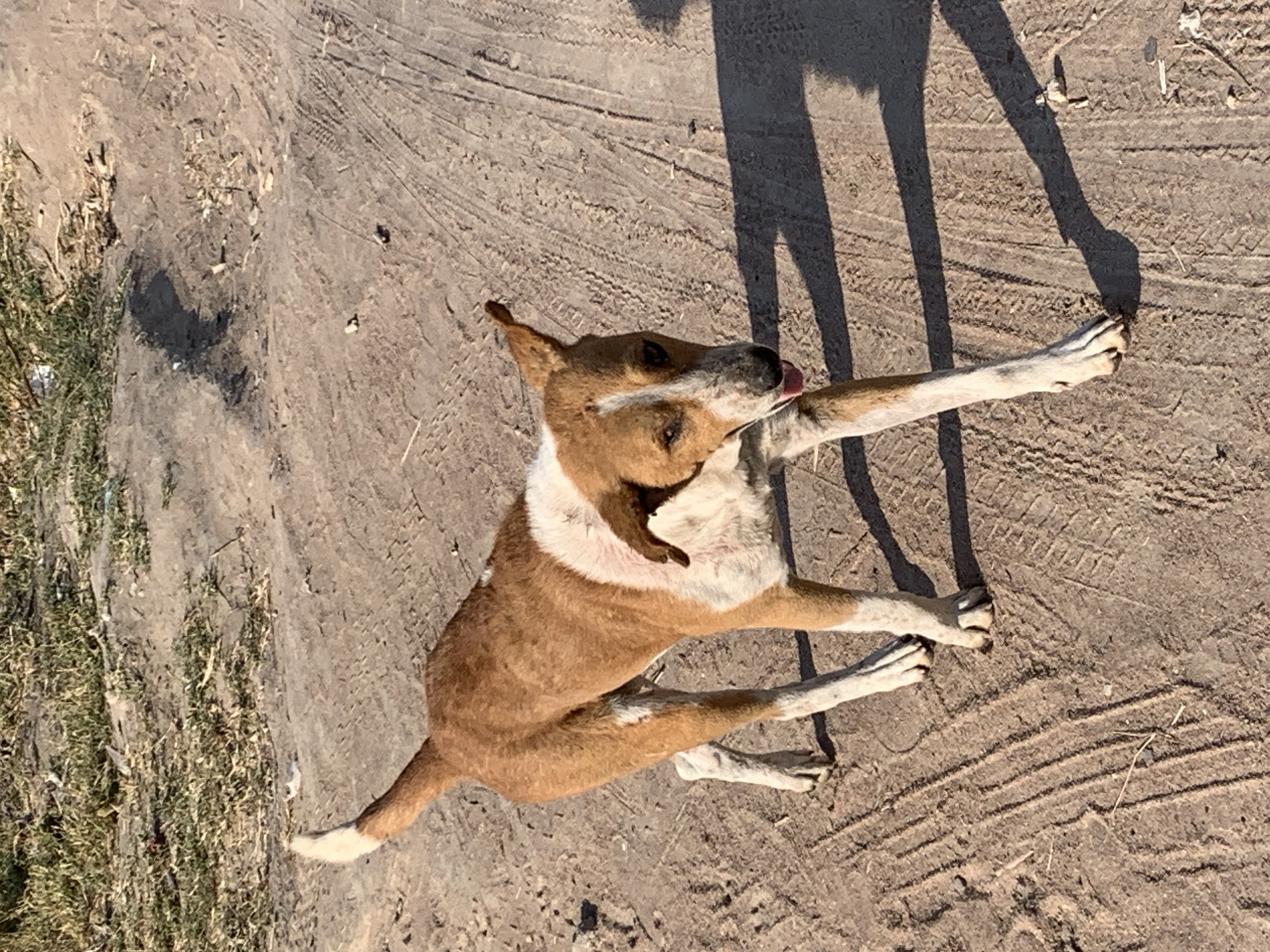 A medium-sized dog with brown and white fur is walking on a dirt road in Dodoma, Tanzania. The dog is facing the viewer and its tongue is slightly sticking out. The road has tire tracks and patches of dry grass and debris on either side. The sun is casting a shadow of the dog on the ground to its right. The background is out of focus but appears to be a dry, open area.