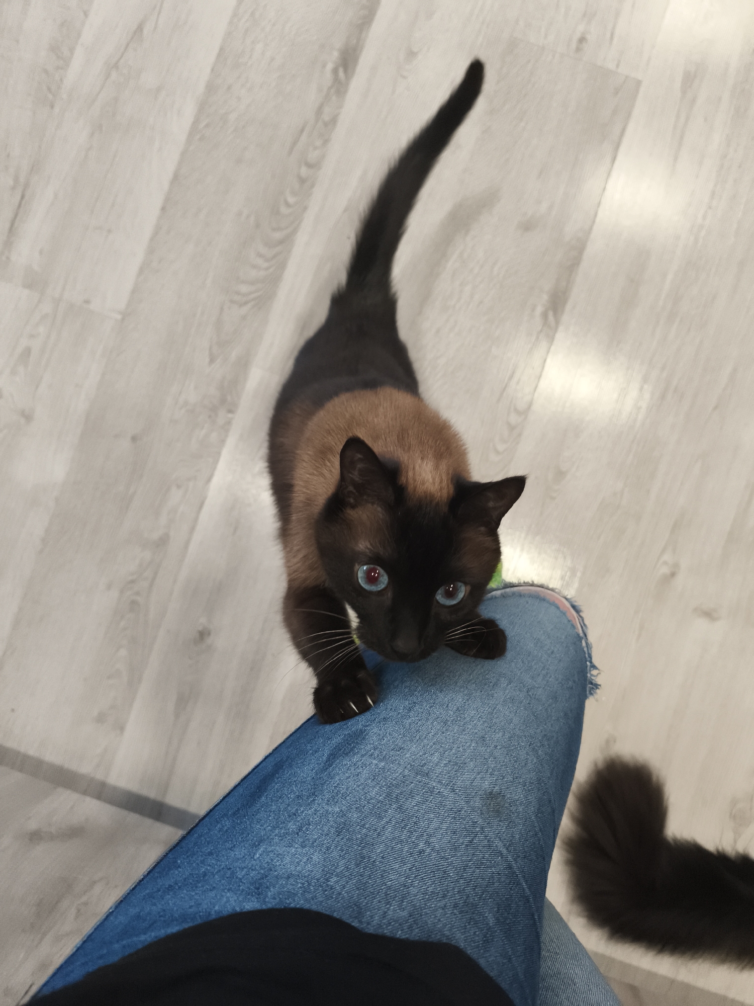 A high-angle shot shows a Siamese cat standing on its hind legs and clinging to a person's denim-clad leg. The cat has brown and black fur with bright blue eyes. The person is wearing ripped blue jeans and a black shirt. The floor is covered in light gray wood-patterned laminate flooring.
The location is unavailable.