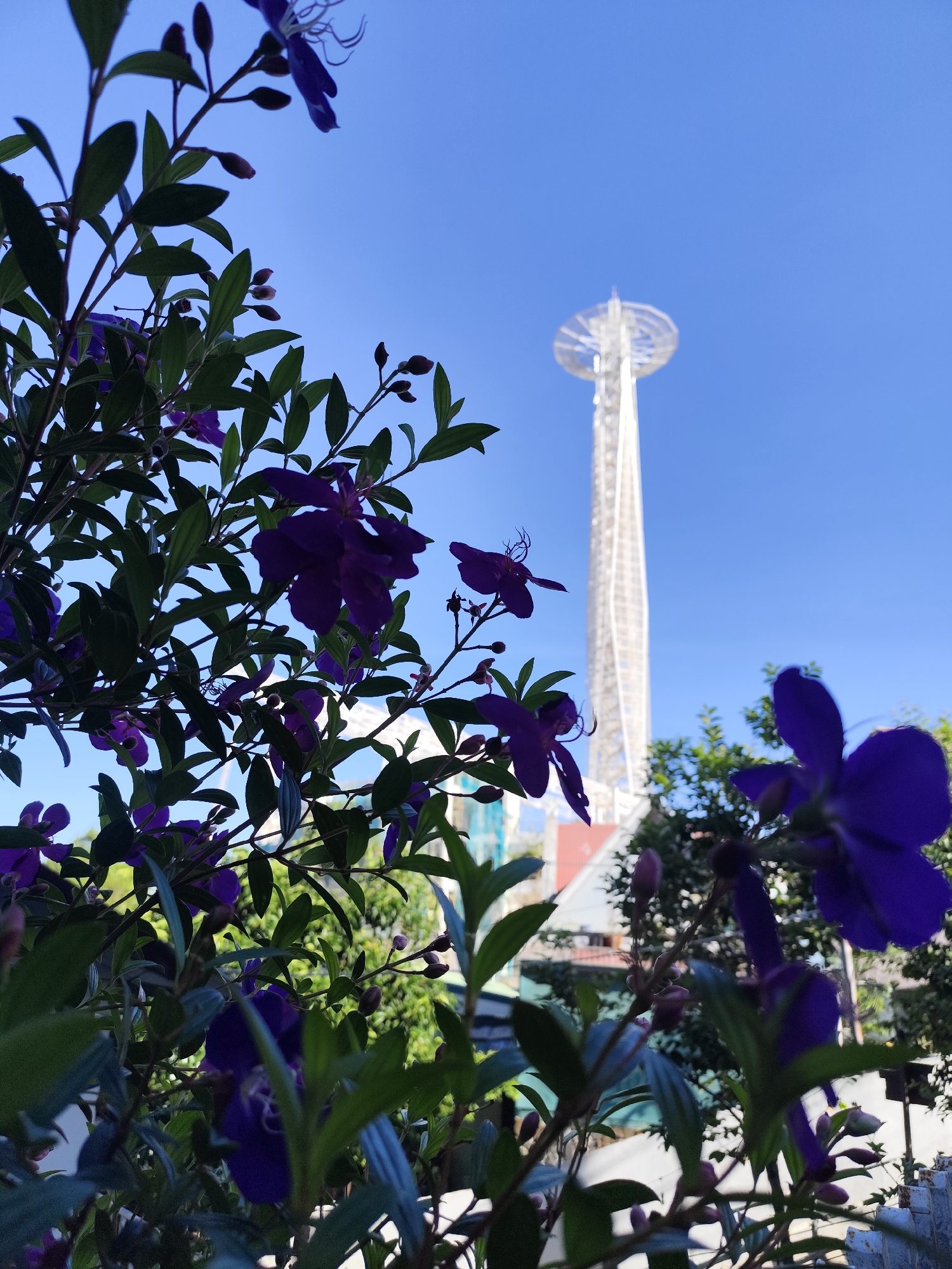 The photograph captures a white tower in Da Lat, Vietnam, framed by purple flowers and green foliage. The tower is tall and slender, with a circular structure at the top. The sky is clear and blue. The purple flowers are in the foreground, both in focus and slightly blurred, adding depth to the image. Green foliage surrounds the flowers, further framing the tower. Other buildings and foliage are visible in the mid-ground, creating a sense of depth and perspective.