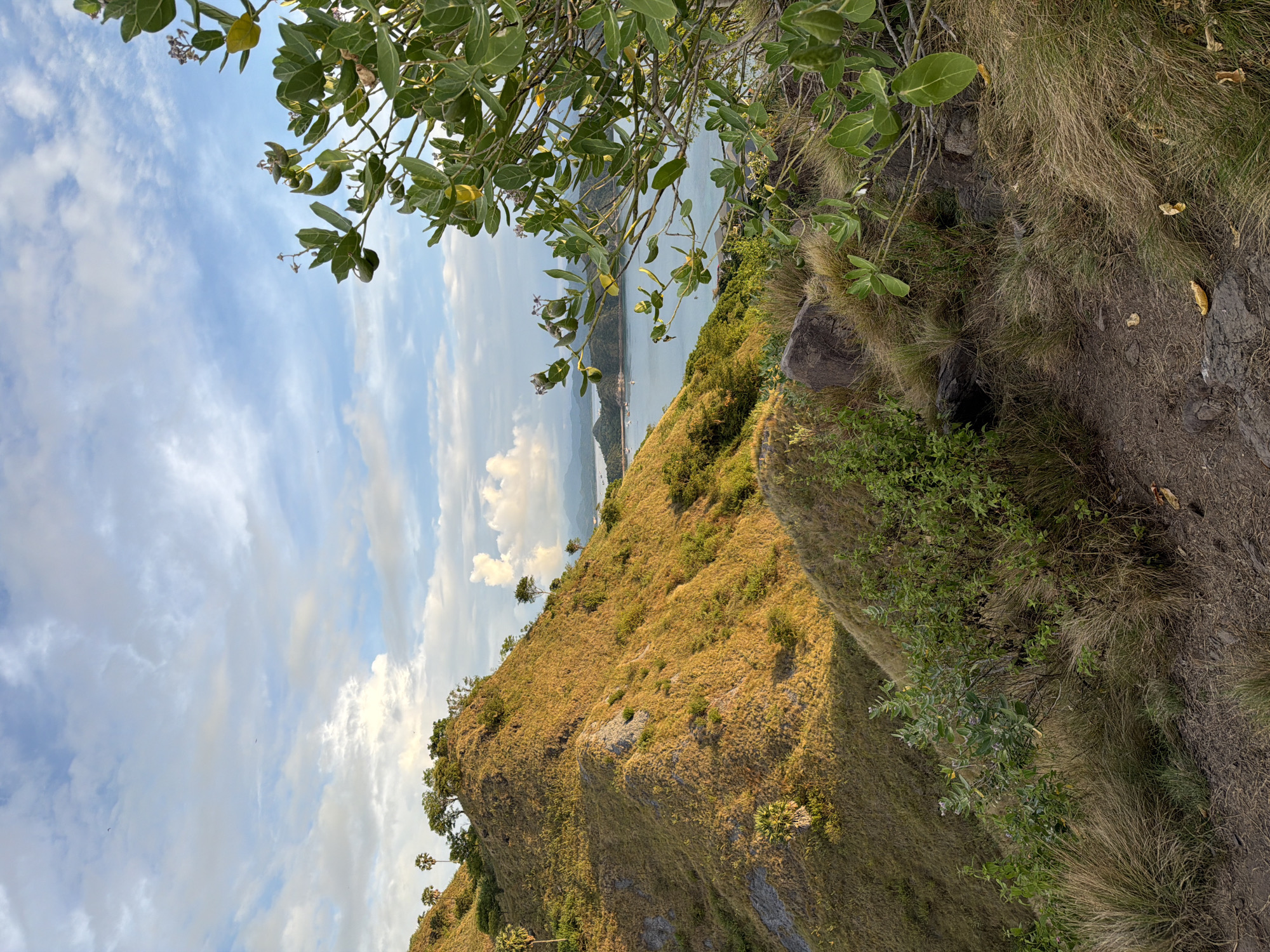 A landscape scene in Labuan Bajo, Indonesia, presents a view from a high vantage point. The foreground is dominated by a grassy hillside dotted with sparse trees and shrubbery. A variety of foliage frames the upper edges of the view. In the midground, the sea stretches out to the horizon under a sky with white clouds.