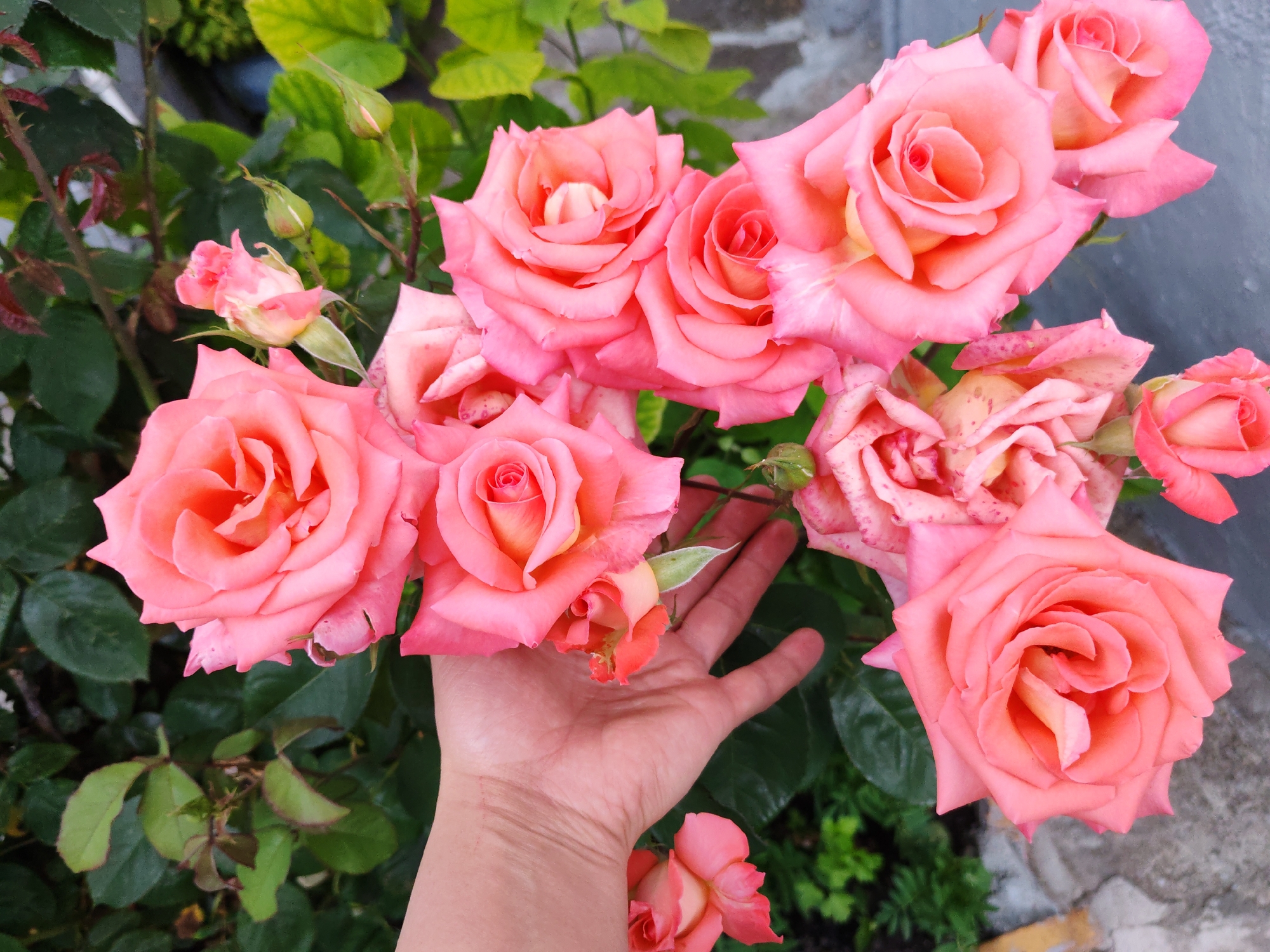 A cluster of vibrant pink roses is in full bloom, some fully open and others in various stages of unfurling. One of the roses is partially held by a person's hand, with the fingers visible and resting gently among the petals. The roses are interspersed with green foliage, and a greyish, textured background, possibly a wall or pavement, is visible behind them. The scene appears to be outdoors, with natural lighting illuminating the flowers. The location is Unknown, Unknown.