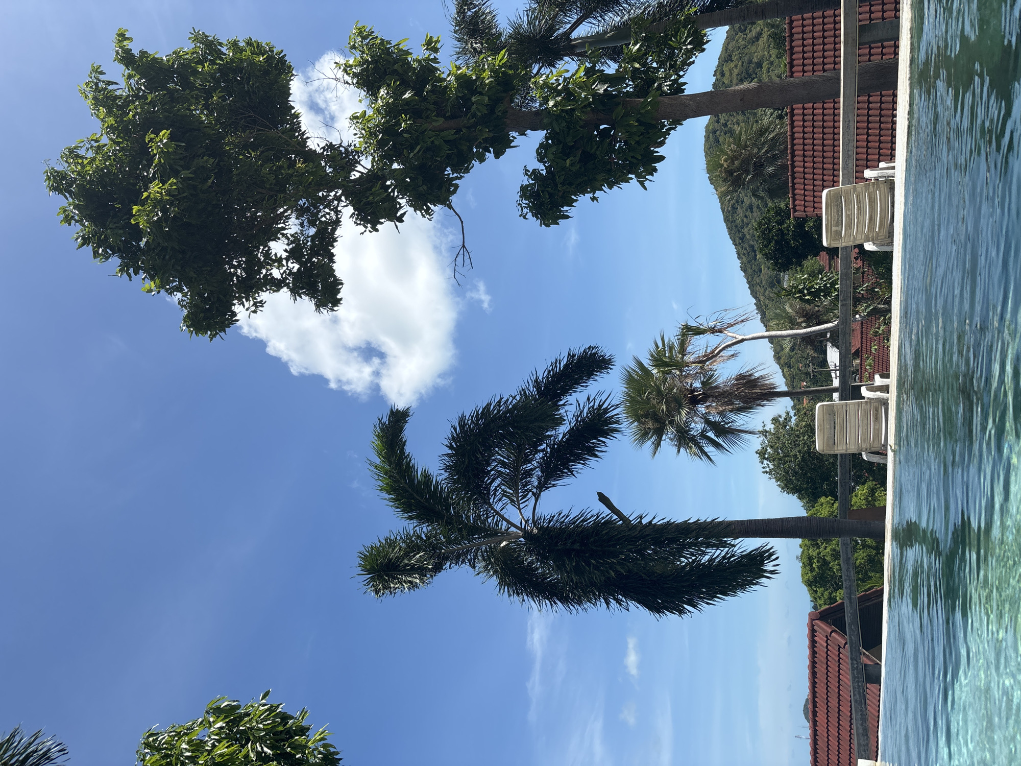 This image shows a scene in บ้านบางรักษ์, Thailand. The view appears to be upwards towards the sky, which is blue with some white clouds. A variety of trees, including palm trees, are visible, framing the sky. The edge of a swimming pool and some lounge chairs are visible in the foreground on the right side of the image. In the background, red-tiled roofs of buildings and a hillside covered in greenery can be seen. The image is somewhat angled.