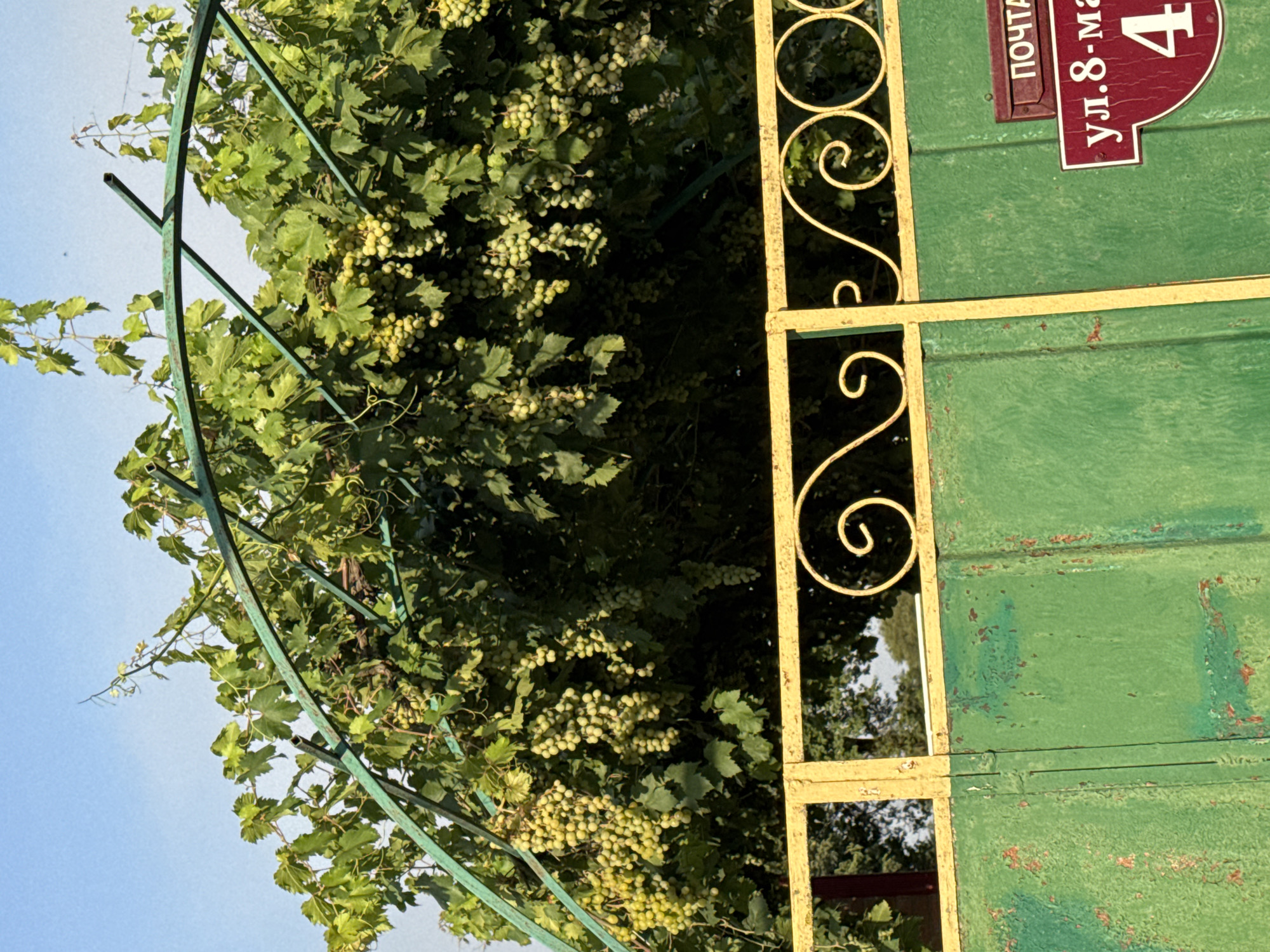 In Zhukovskoye, Russia, this image captures a close-up view of a weathered green metal gate and an ornate yellow metal fence in front of a lush green vine-covered archway. The archway supports numerous bunches of unripe green grapes, illuminated by the sun. The gate has a visible crack and distressed paint, with a small red mailbox and a burgundy street sign featuring Cyrillic text and the number "4" affixed to its right side. The background consists of a bright blue sky and the silhouettes of trees.