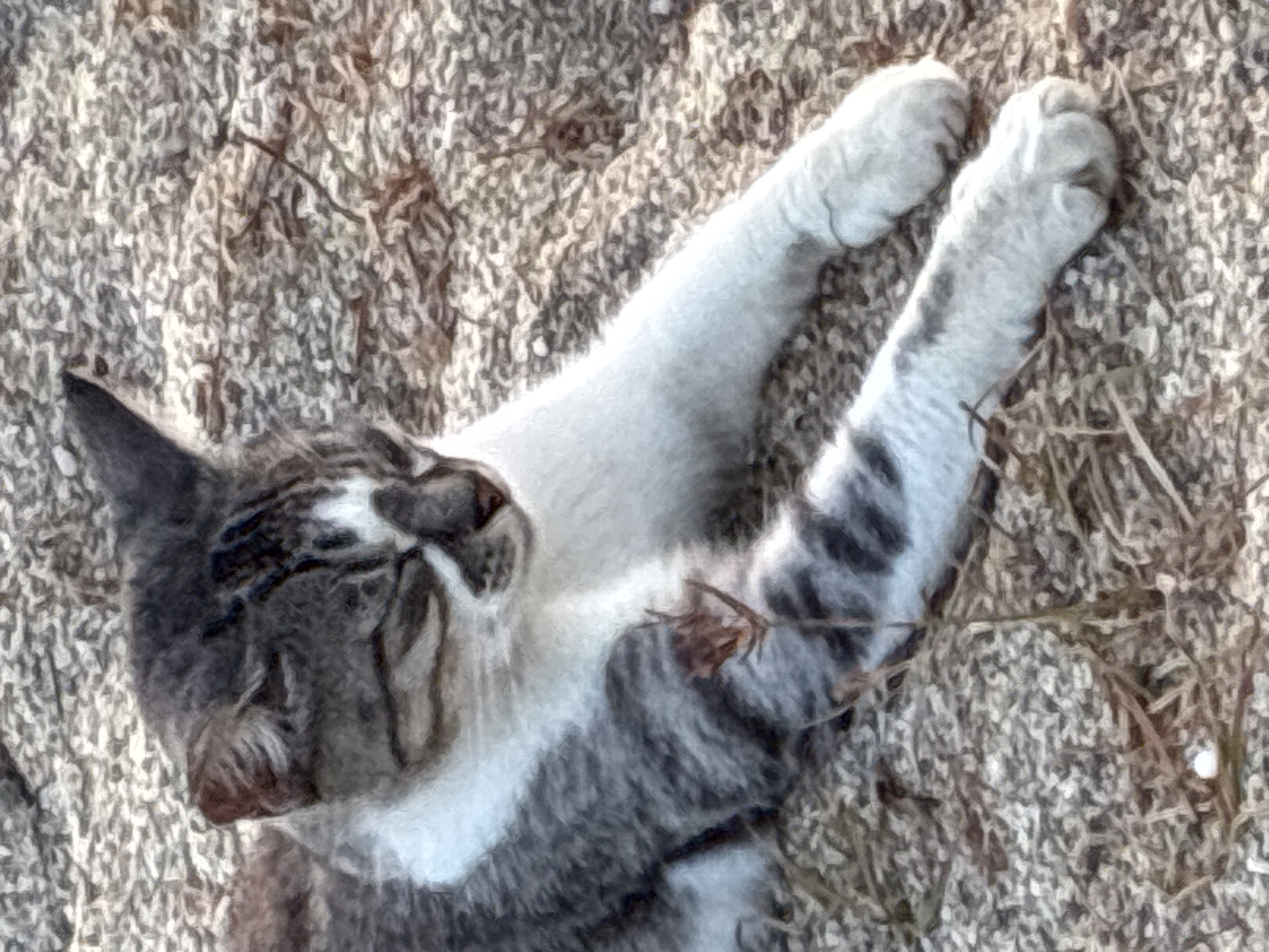 A tabby and white cat is resting on a ground covered with small stones and dry grass. The cat is lying on its side, with its front paws extended forward. Its eyes are closed, suggesting it is sleeping or resting. The background is blurry, but appears to be an outdoor environment. There are no people visible in the image. The setting is likely a public space, possibly a park or a street in Alanya, Turkey, given the characteristic stone ground cover common in the region. The image has a slightly grainy texture.