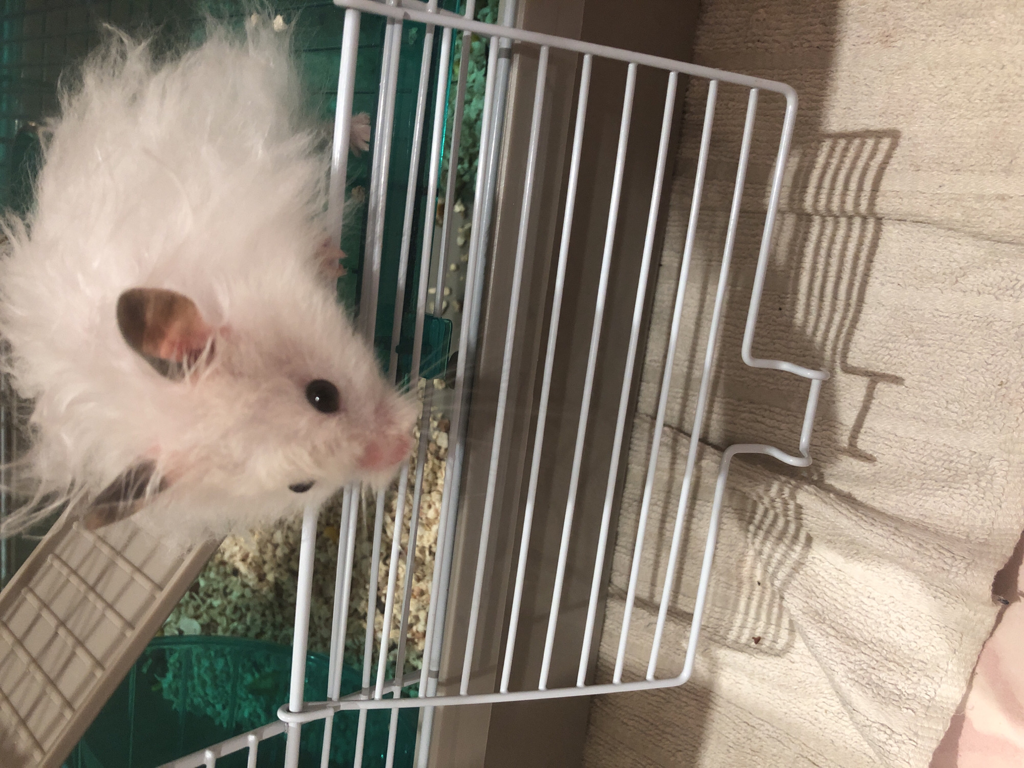 A fluffy white hamster with dark eyes and brown ears is peeking out from a cage. The cage has a green plastic base and white wire bars. A tan ramp leads up into the cage. The cage is on a light-colored, textured surface, possibly a towel. The background is blurred and out of focus. There are no discernible landmarks or features that would indicate a specific location within Solikamsk, Russia.