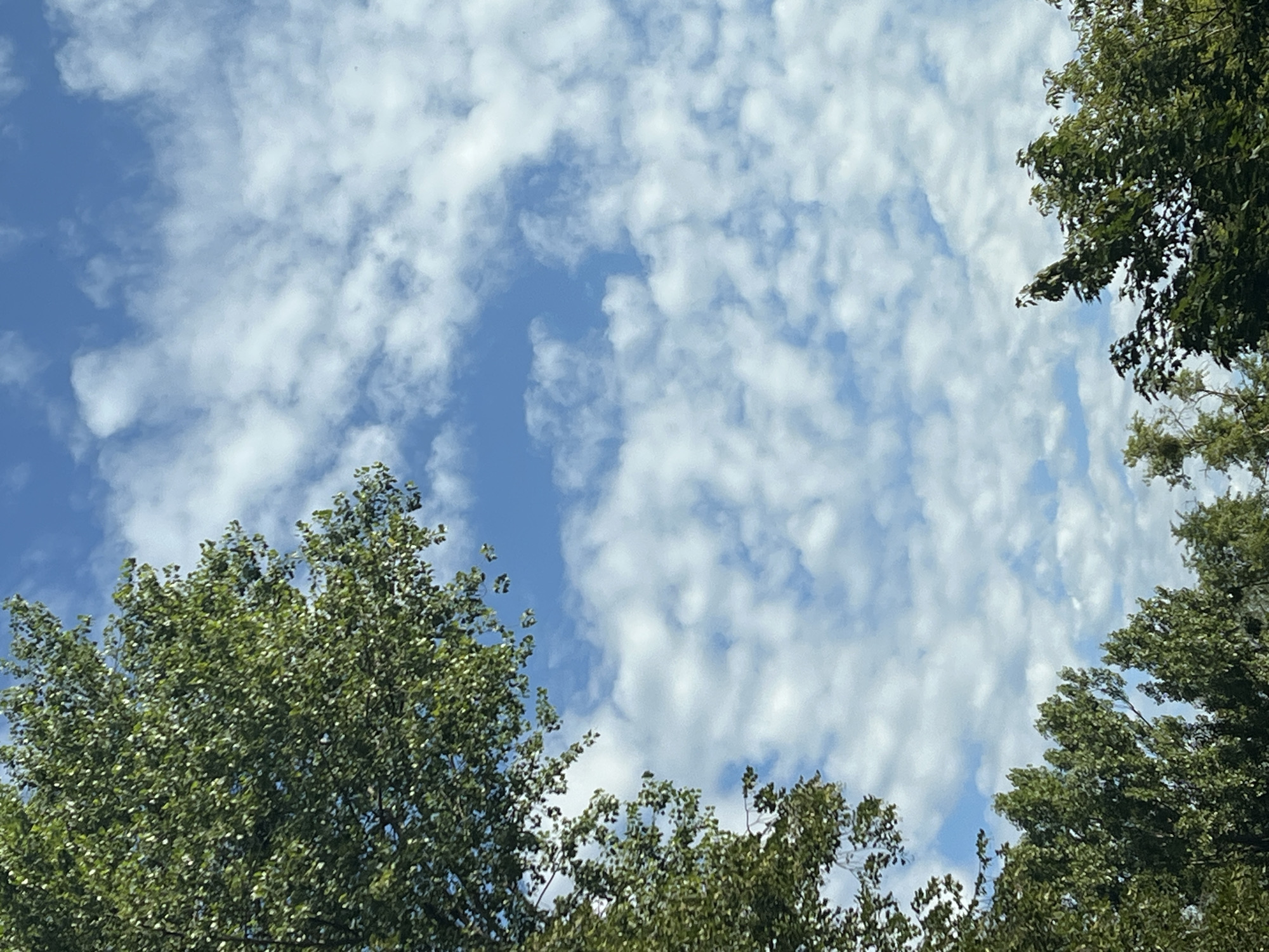 The image is an upward-facing shot of a blue sky dotted with scattered white clouds. Lush green foliage from trees frames the upper left and bottom edges of the frame. The scene depicts a natural outdoor environment, likely a park or a street with ample trees in Warsaw, Poland, on a bright, partly cloudy day. There are no people or animals visible in the image.