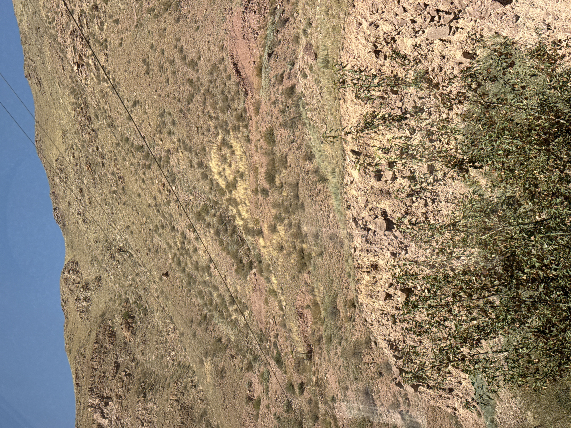 The image shows a barren, rocky mountainside in Kyz Kuyo, Kyrgyzstan. The terrain is a mix of reddish-brown soil and loose rocks, with sparse, dry vegetation clinging to the slopes. A clear blue sky is visible in the upper portion of the image. Several thin, dark cables traverse the mountainside diagonally. In the foreground, a dense cluster of green leafy branches is present, obscuring the lower part of the rocky slope. The overall impression is one of a dry, arid, and undeveloped environment.
