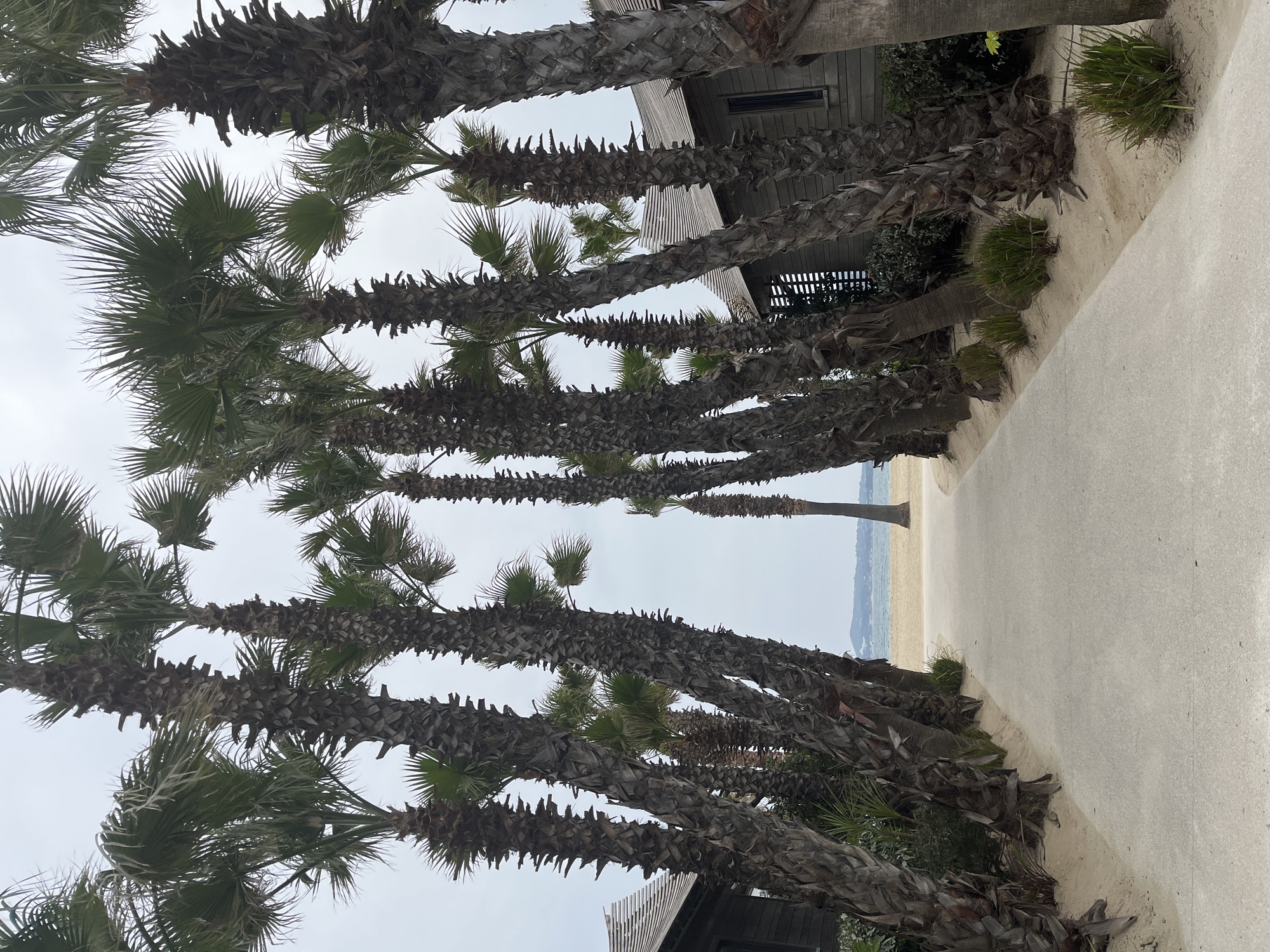 The image captures a row of palm trees lining a pathway in what is likely Grimaud, France, given the context. The trees' trunks are thick and textured, with green fronds extending outwards. A building with a dark wood facade and architectural details is visible behind the trees. The pathway appears to lead towards a beach, with sand and water visible in the distance. The sky is overcast. Small clumps of grass and vegetation are planted near the base of the palm trees alongside the pathway.