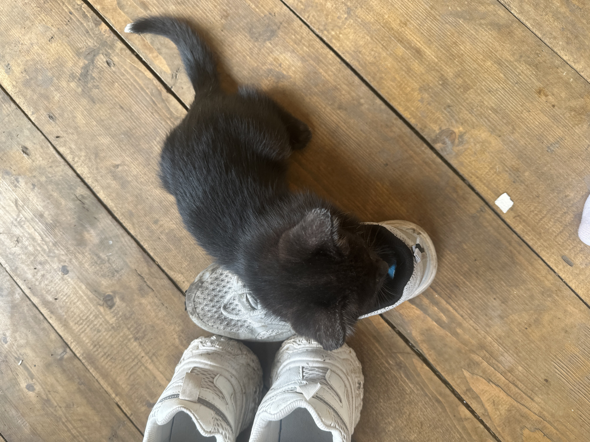 A small, black kitten with white fur on its tail is playing with a pair of white and grey sneakers on a wooden floor. The kitten is nestled inside one of the sneakers, appearing to be batting at something blue within the shoe. The sneakers are slightly worn and dusty, suggesting they may have been used recently. The wooden floor has visible grain and appears to be aged. The scene suggests a domestic environment, possibly a home in Вознесенка, Russia, where a pet is engaged in playful activity.