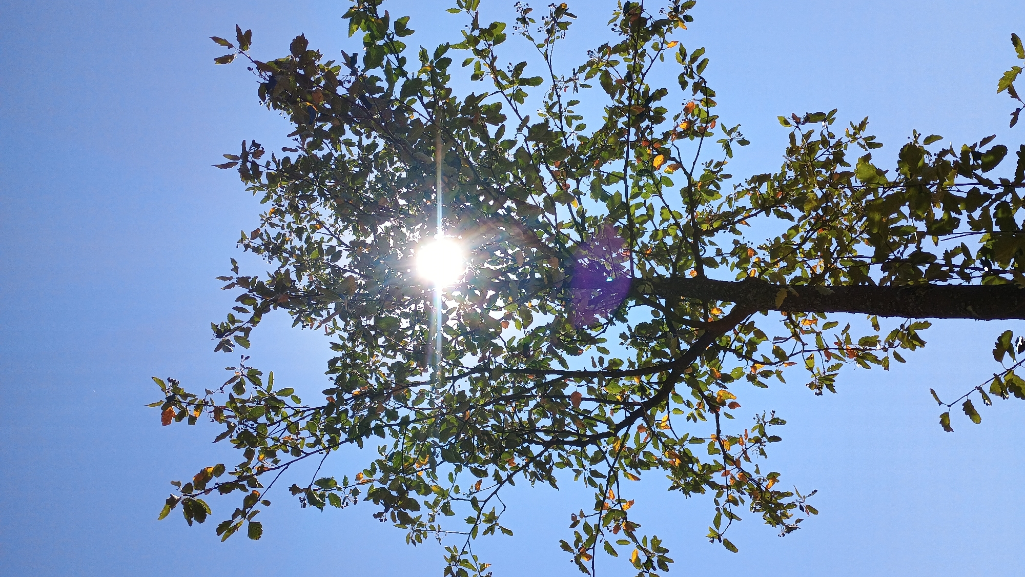A low-angle shot captures a tree against a clear blue sky. The sun shines brightly through the branches and leaves, creating a lens flare. The tree's bark is rough and dark, and its leaves are a mix of green and yellow, suggesting the season is autumn. The image was taken in the city of Sokolov, Czechia. There are no people or animals visible in the frame.