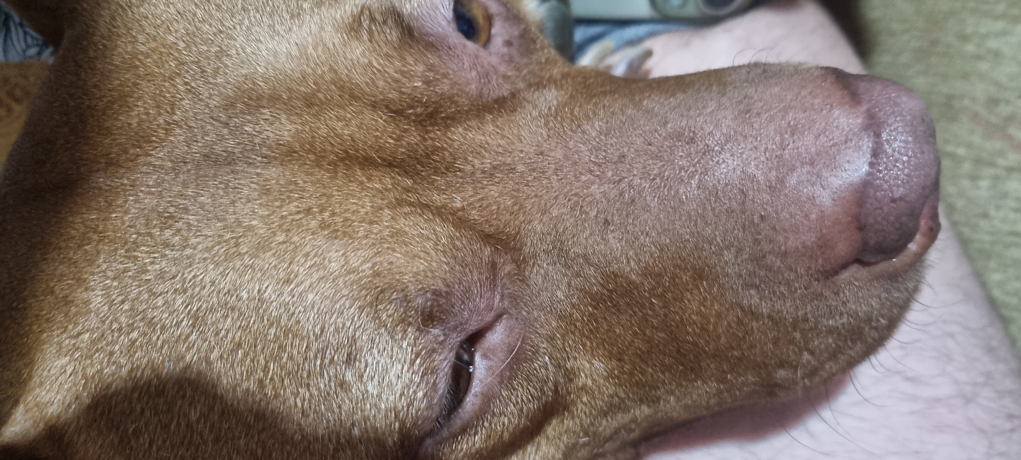 A close-up shot depicts the profile of a tan dog's face, revealing details of its fur, nose, eye, and the surrounding skin. The dog appears to be resting against someone's leg, covered in light hair. There is no indication of a location in Sofia, Bulgaria, or any urban setting.