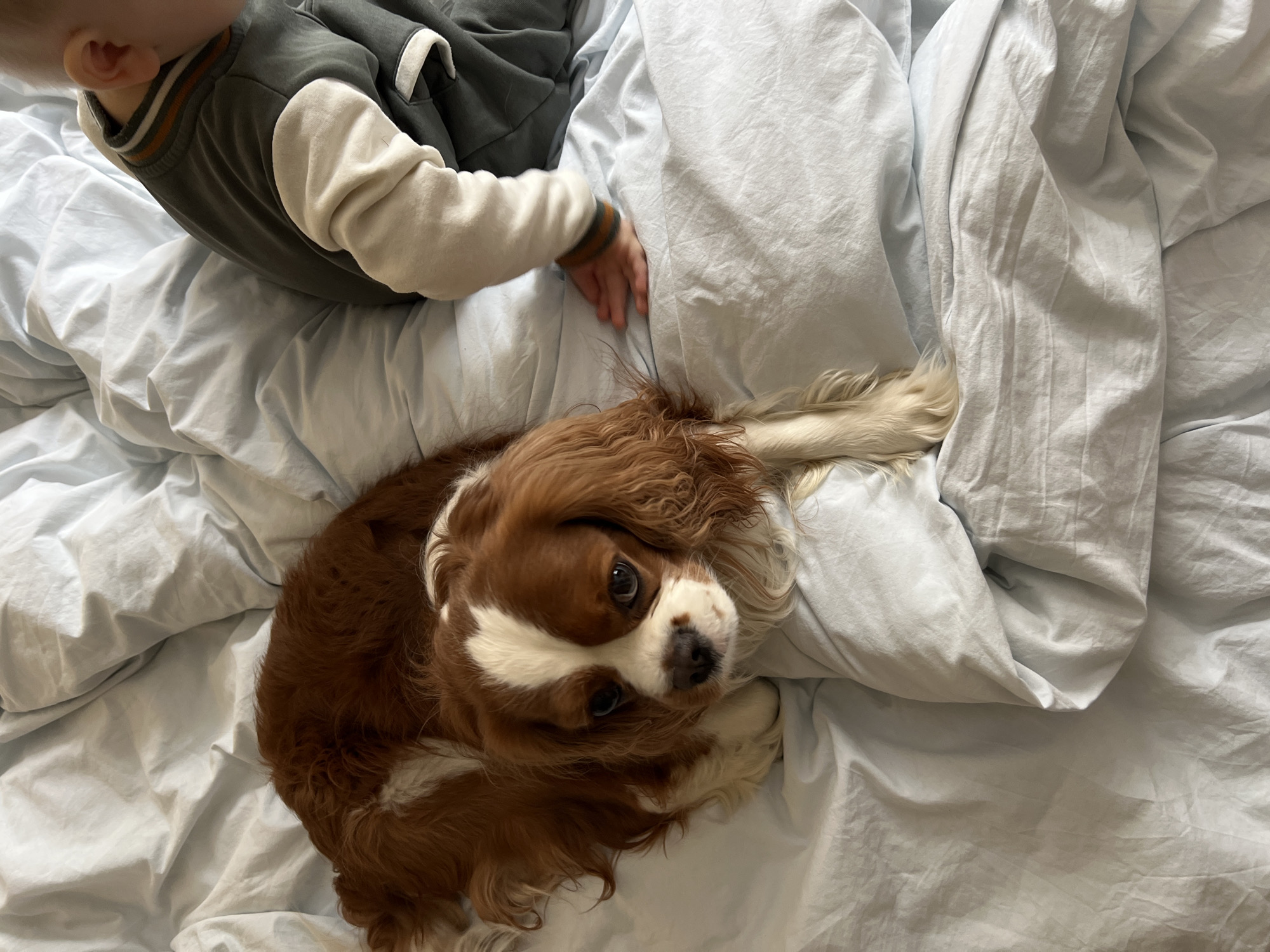 An overhead shot captures a heartwarming scene of a young child and a dog on a rumpled light blue bedspread, likely indoors in Khimki, Russia.
The main subjects are a toddler and a Cavalier King Charles Spaniel. The child is partially visible from the back, wearing a dark grey top with white sleeves and a striped collar featuring orange/brown and white bands. Their left ear is visible, and their right arm and hand are extended towards the dog, suggesting interaction or play.
The dog, a beautiful blenheim-patterned Cavalier King Charles Spaniel, lies curled up on the bedding. Its rich brown and white fur, long floppy ears, and large, dark, expressive eyes are prominent as its head is turned to gaze directly at the camera. Its posture appears relaxed and calm.
The setting is characterized by soft, light blue bedding, which is visibly wrinkled and creased, giving a lived-in feel to the scene. The lighting suggests it's daytime, but no specific light sources or time-of-day indicators are present. There is no visible text in the image.